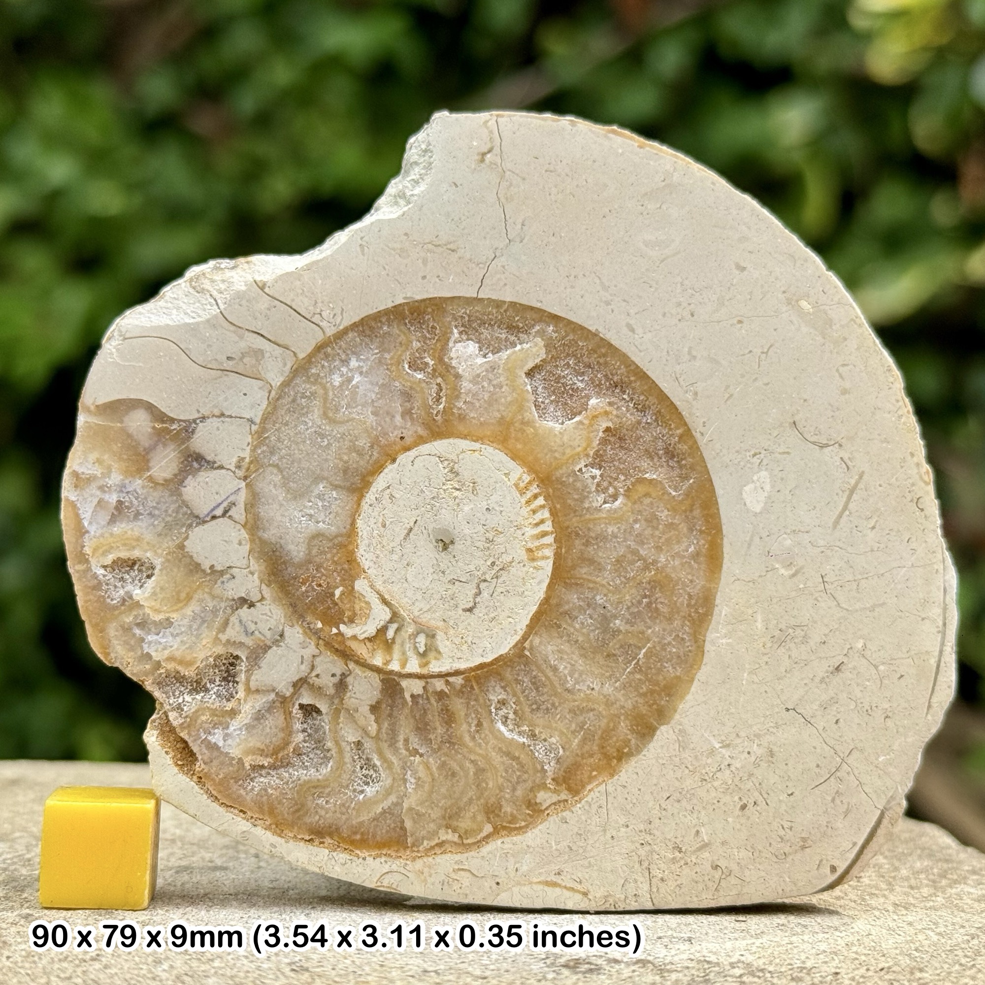 Somerset Polished Ammonite Fossil | Jurassic Beacon Limestone | Ilminster UK | Cut & Polished Display Specimen