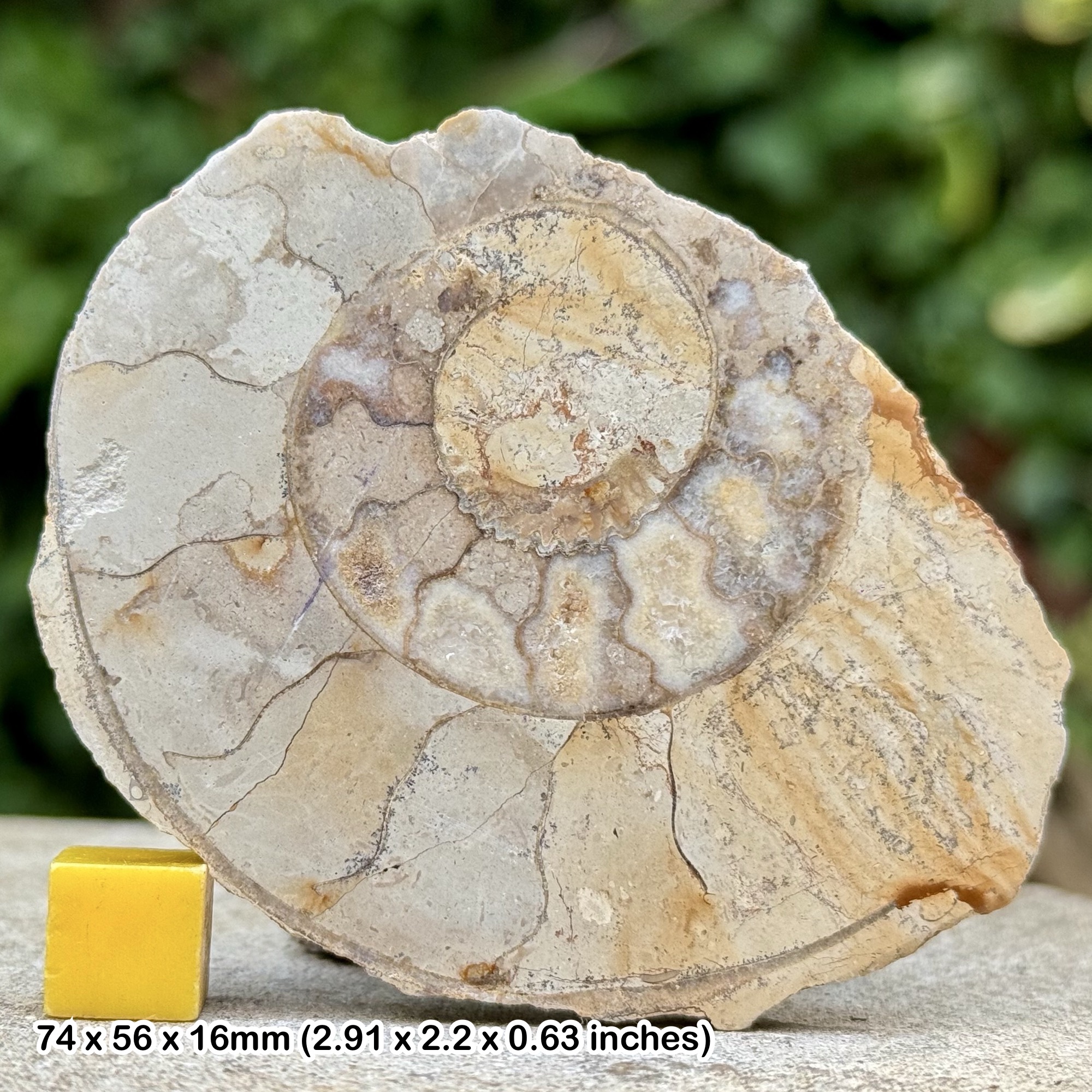 Somerset Polished Ammonite Fossil | Jurassic Beacon Limestone | Ilminster UK | Cut & Polished Display Specimen