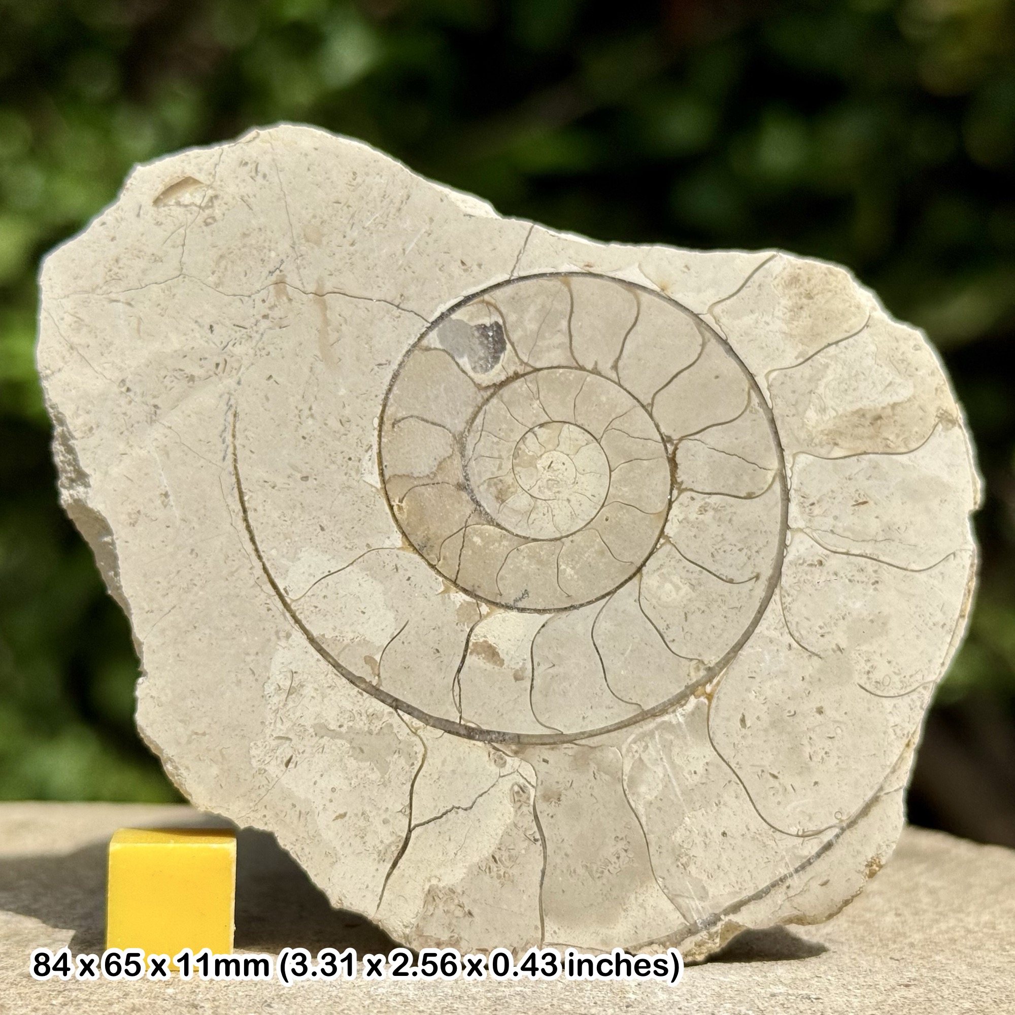 Somerset Polished Ammonite Fossil | Jurassic Beacon Limestone | Ilminster UK | Cut & Polished Display Specimen