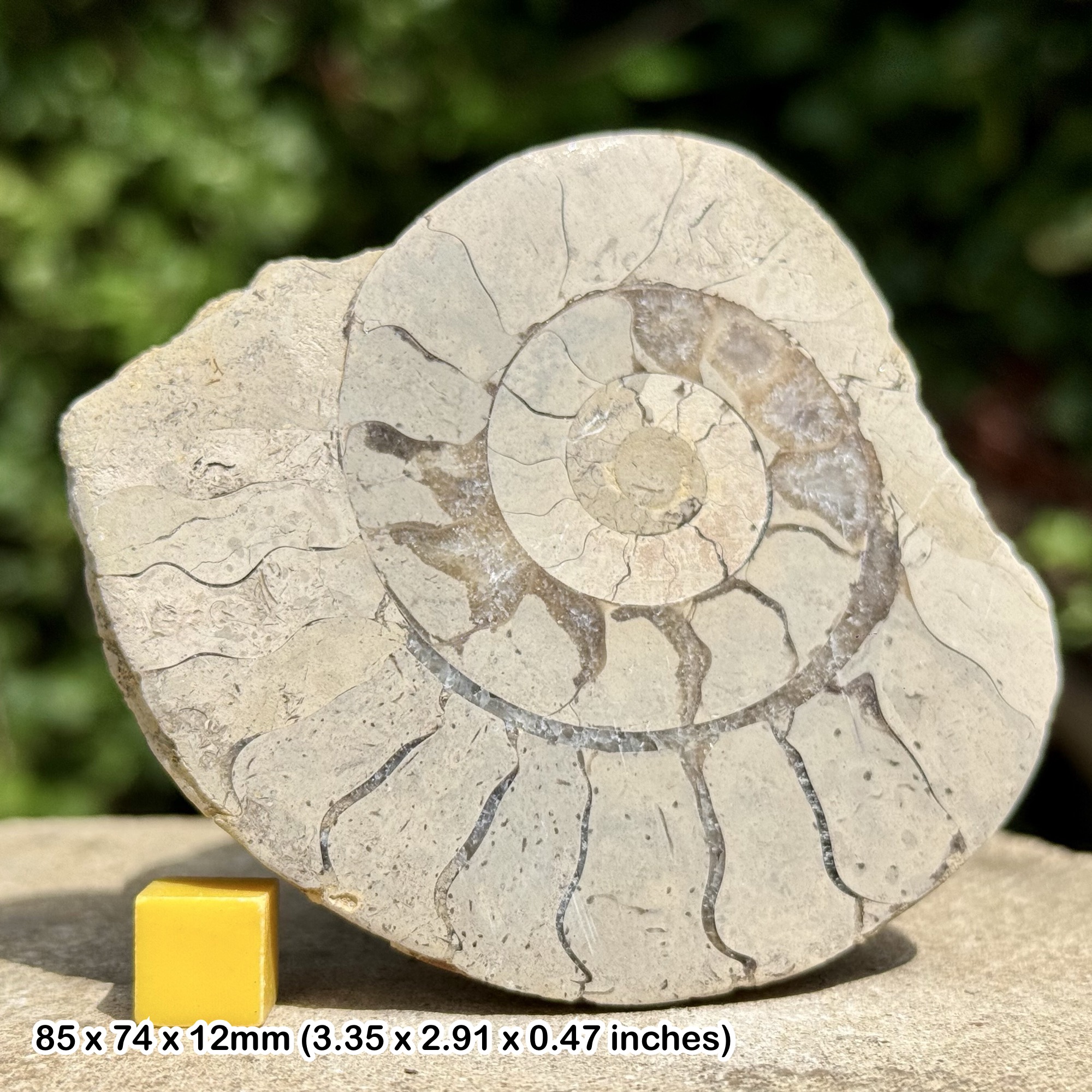Somerset Polished Ammonite Fossil | Jurassic Beacon Limestone | Ilminster UK | Cut & Polished Display Specimen