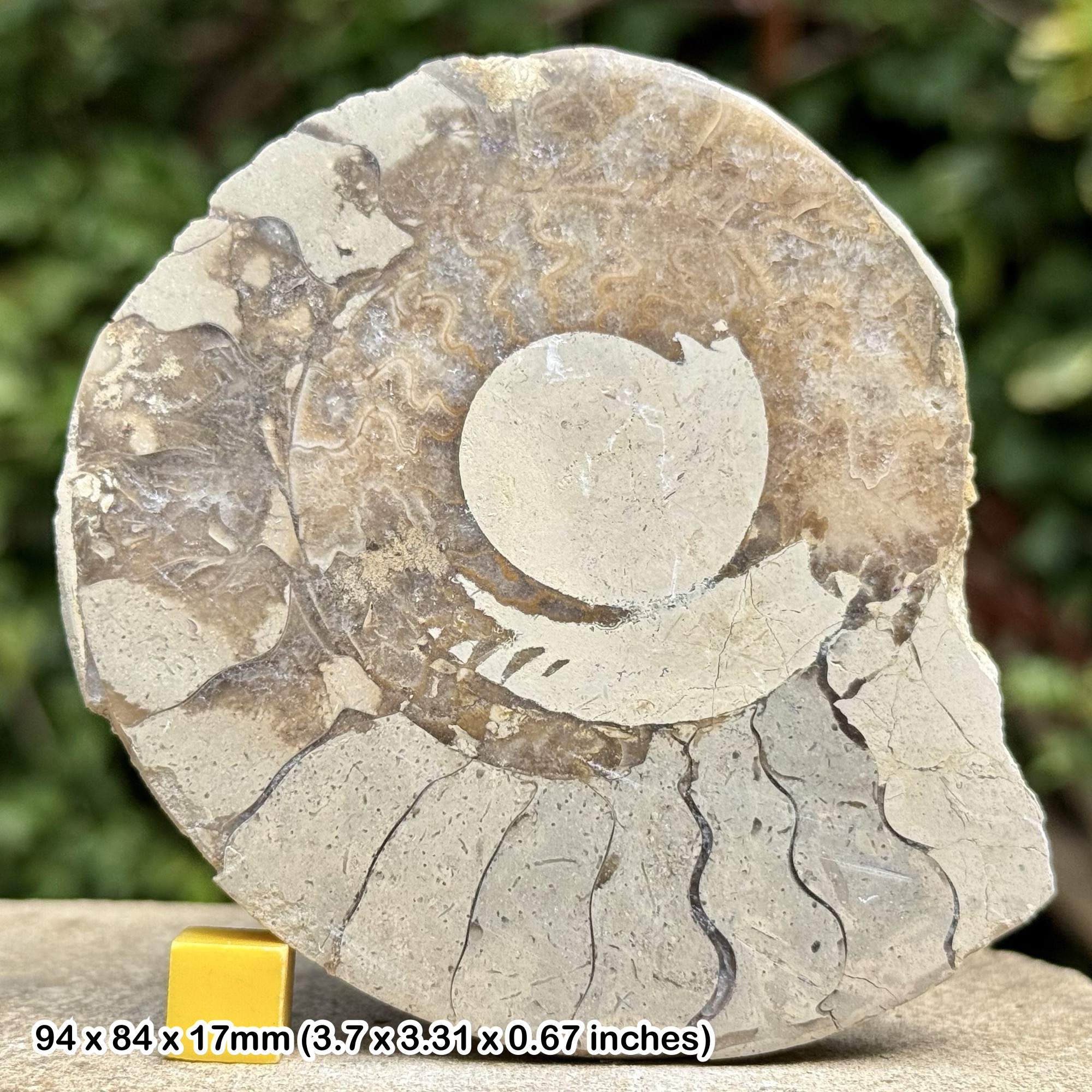 Somerset Polished Ammonite Fossil | Jurassic Beacon Limestone | Ilminster UK | Cut & Polished Display Specimen