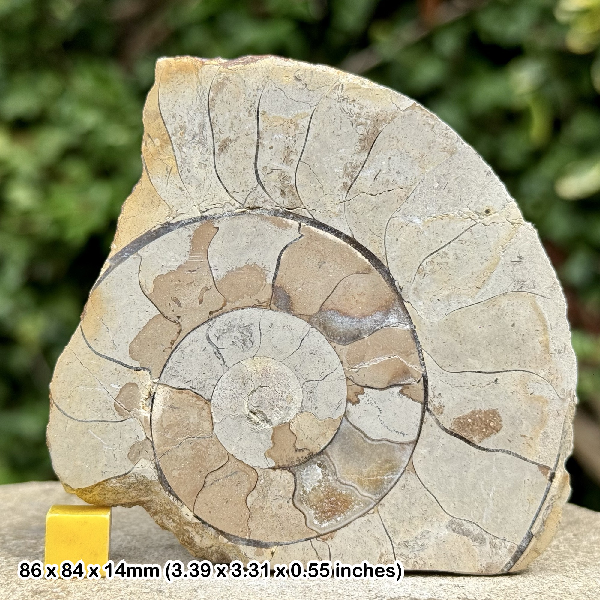 Somerset Polished Ammonite Fossil | Jurassic Beacon Limestone | Ilminster UK | Cut & Polished Display Specimen