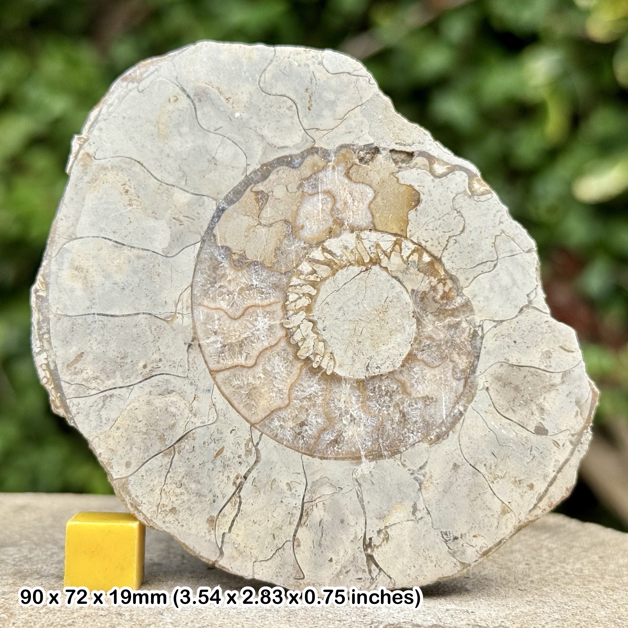 Somerset Polished Ammonite Fossil | Jurassic Beacon Limestone | Ilminster UK | Cut & Polished Display Specimen