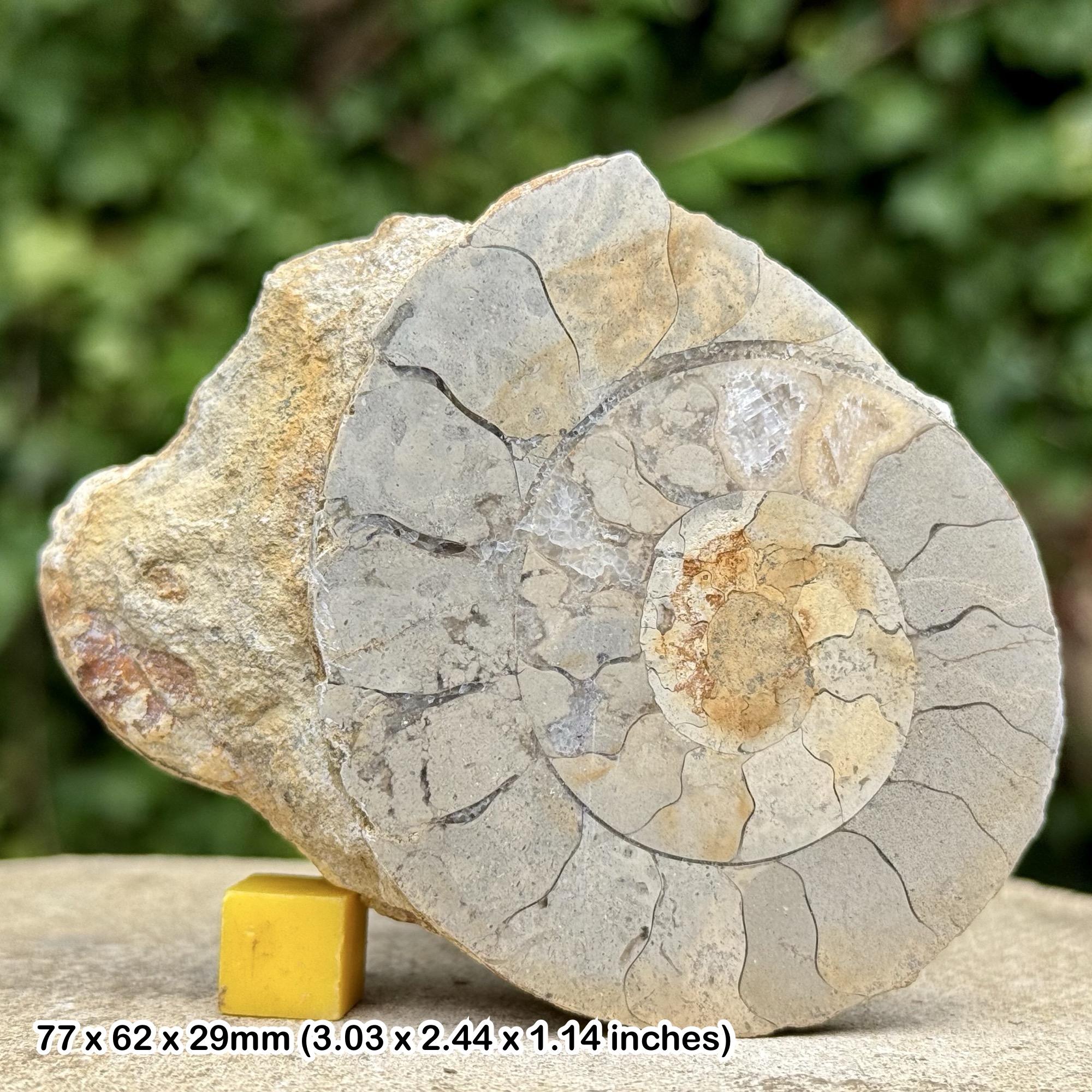 Somerset Polished Ammonite Fossil | Jurassic Beacon Limestone | Ilminster UK | Cut & Polished Display Specimen