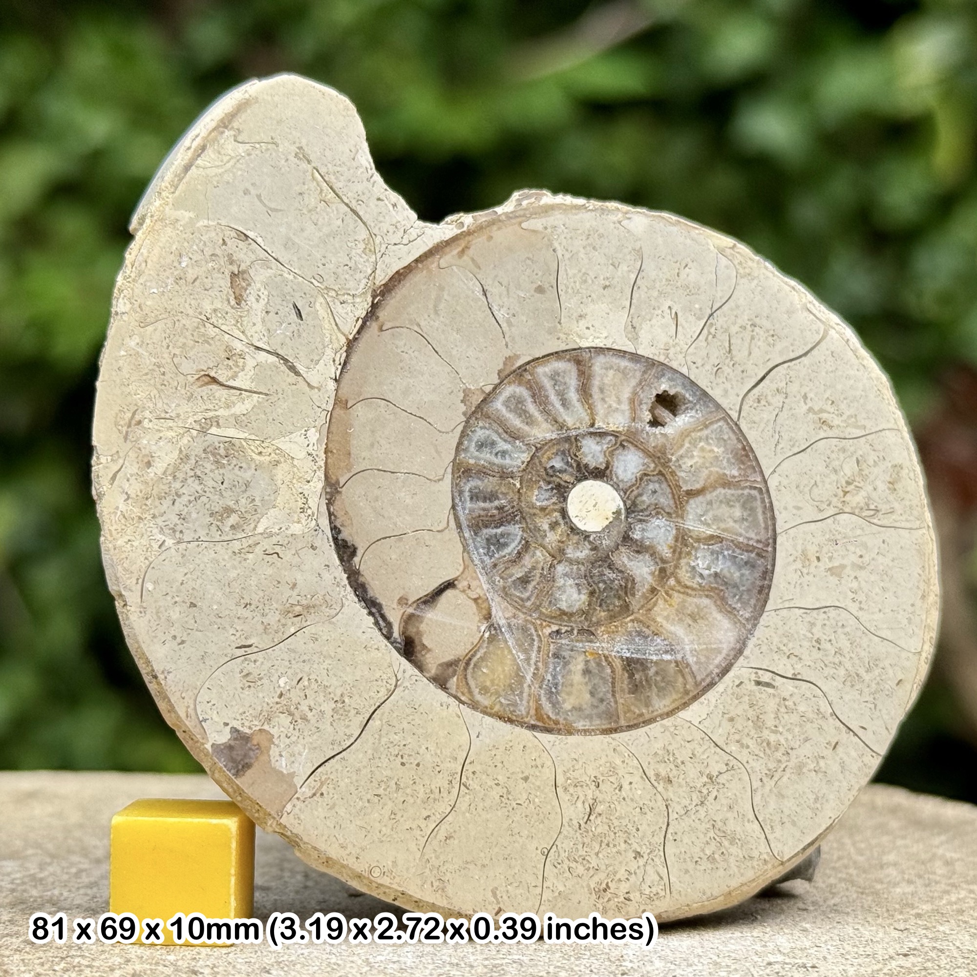 Somerset Polished Ammonite Fossil | Jurassic Beacon Limestone | Ilminster UK | Cut & Polished Display Specimen