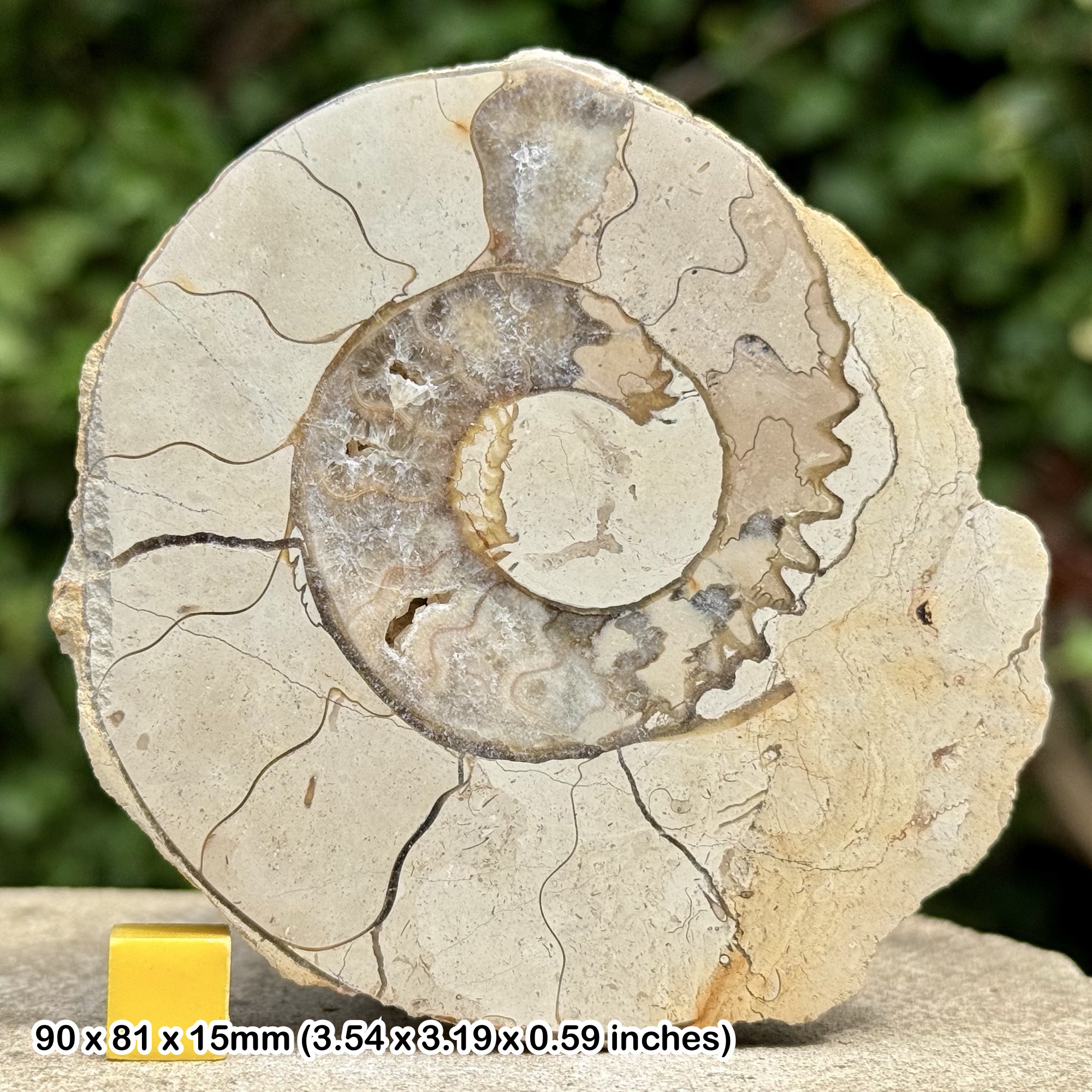 Somerset Polished Ammonite Fossil | Jurassic Beacon Limestone | Ilminster UK | Cut & Polished Display Specimen