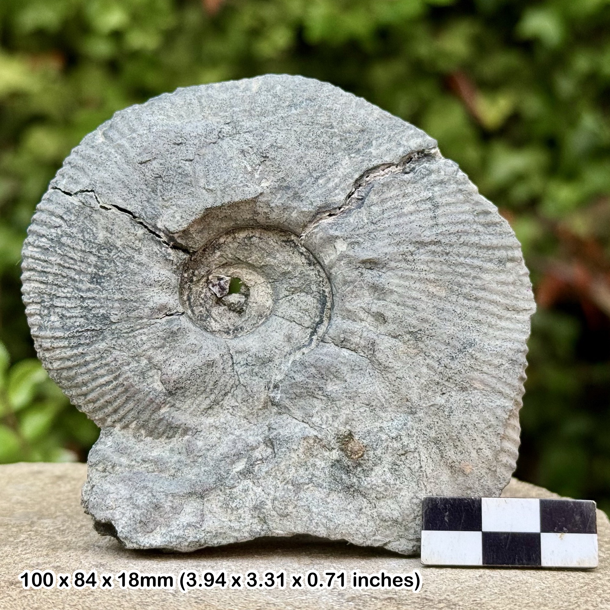 Rare Craspedodiscus discofalcatus Fossil Ammonite – Lower Barremian, Cretaceous, Thorene Alps Maritime France – Genuine + COA