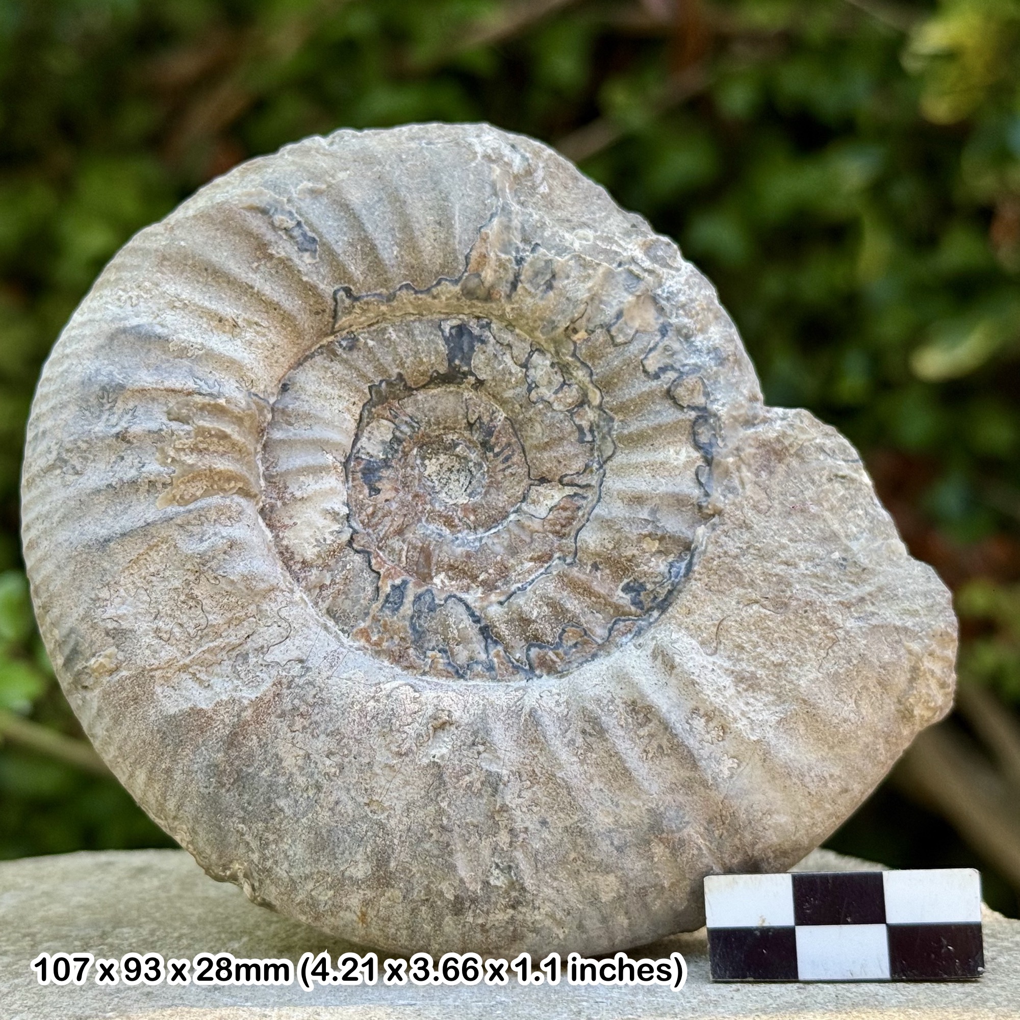 Rare 4" Grossouvria sulcifera Fossil Ammonite | Middle Callovian Jurassic | Ashton Keynes Wiltshire UK | Genuine Specimen with COA