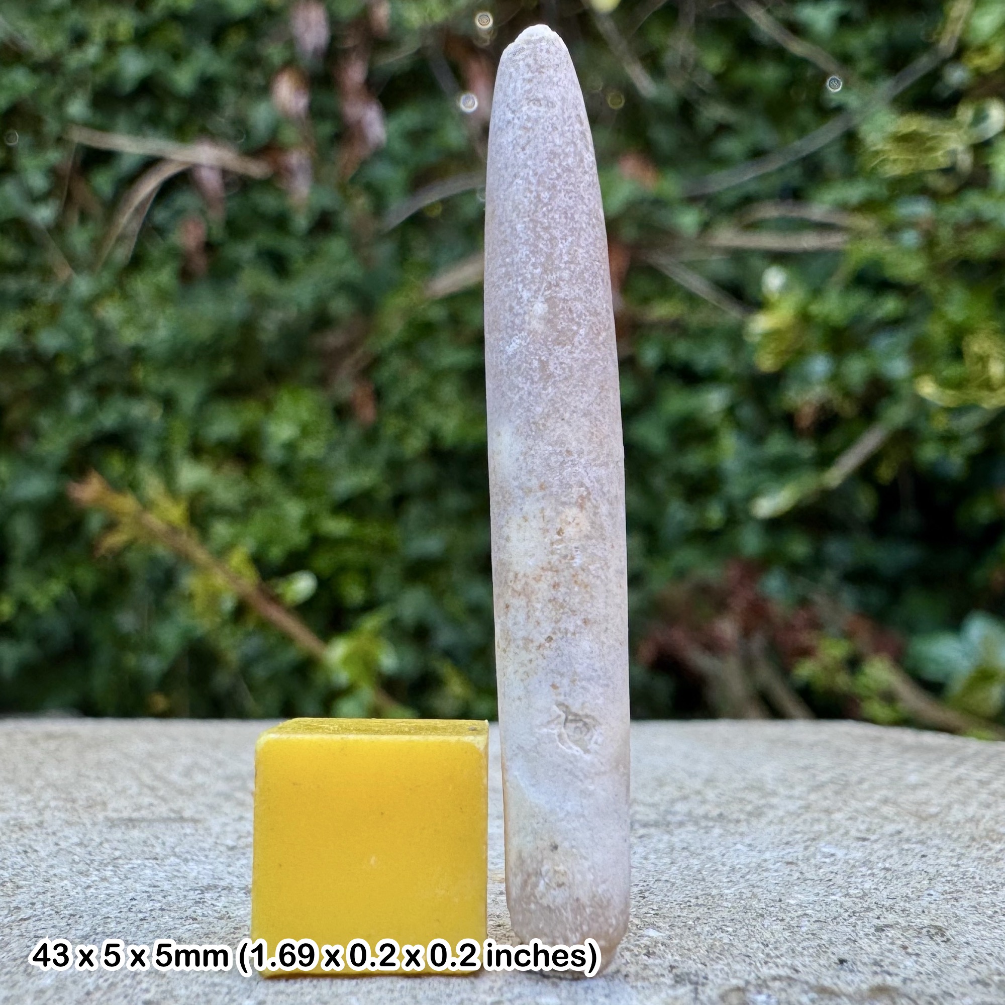 Fossil Belemnite Actinocamax verus Cretaceous Coniacian Kent UK | Authentic UK Fossil
