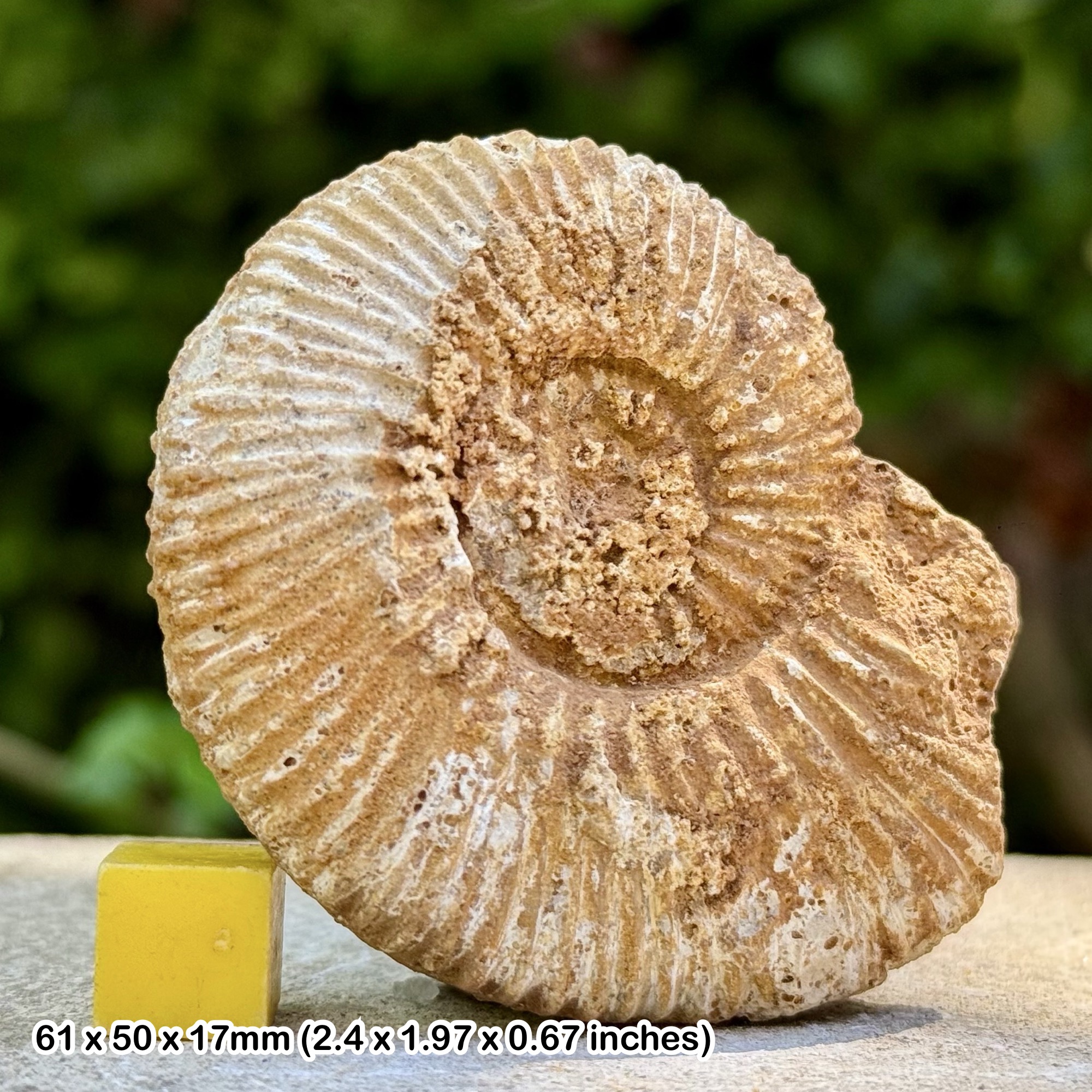 Rare Fossil Ammonite Perisphinctes plicatilis Jurassic Callovian Jura Mountains France | Authentic Fossil