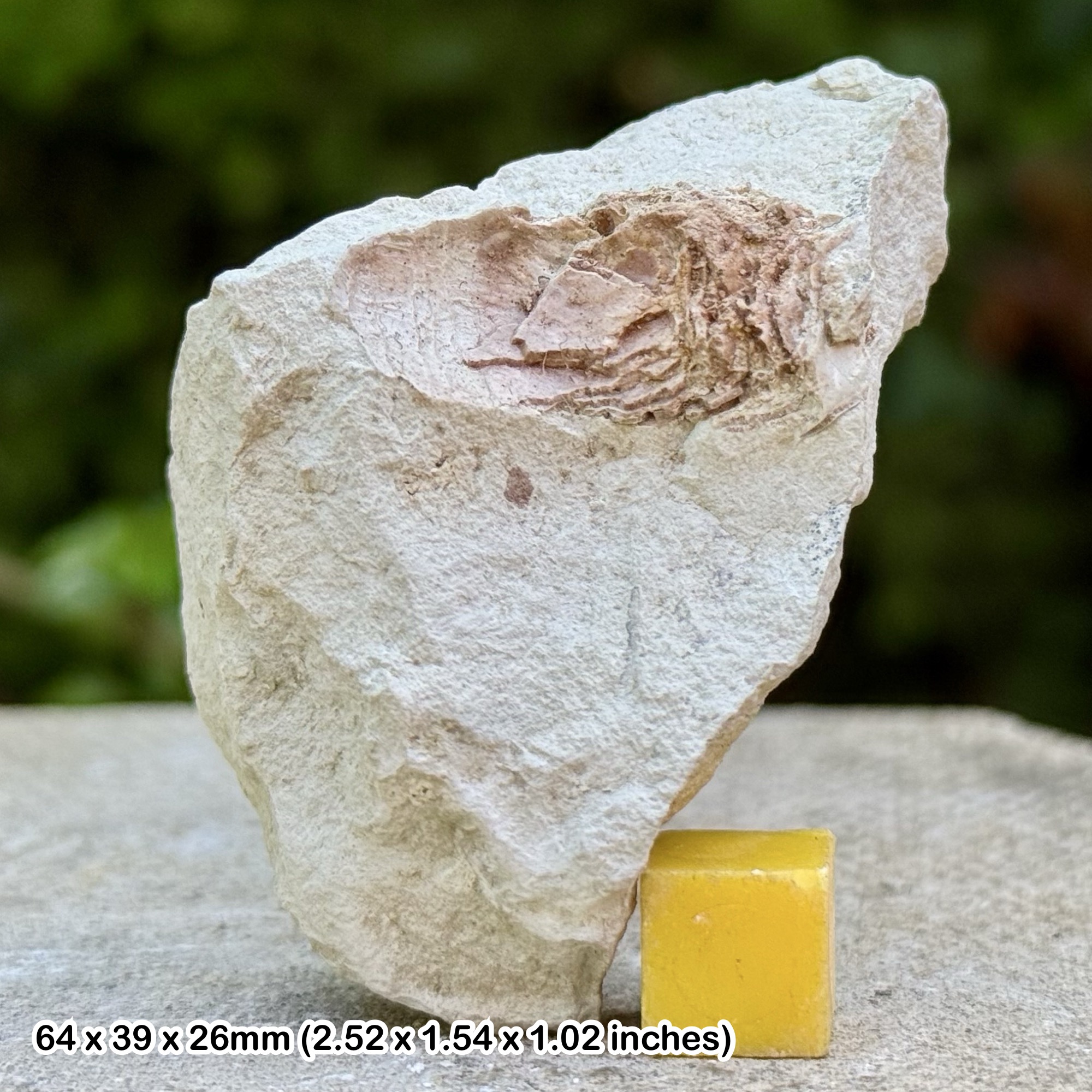 RARE British Chalk Shark Coprolite with Fish Scales Cretaceous Sussex UK | Authentic Fossil Droppings
