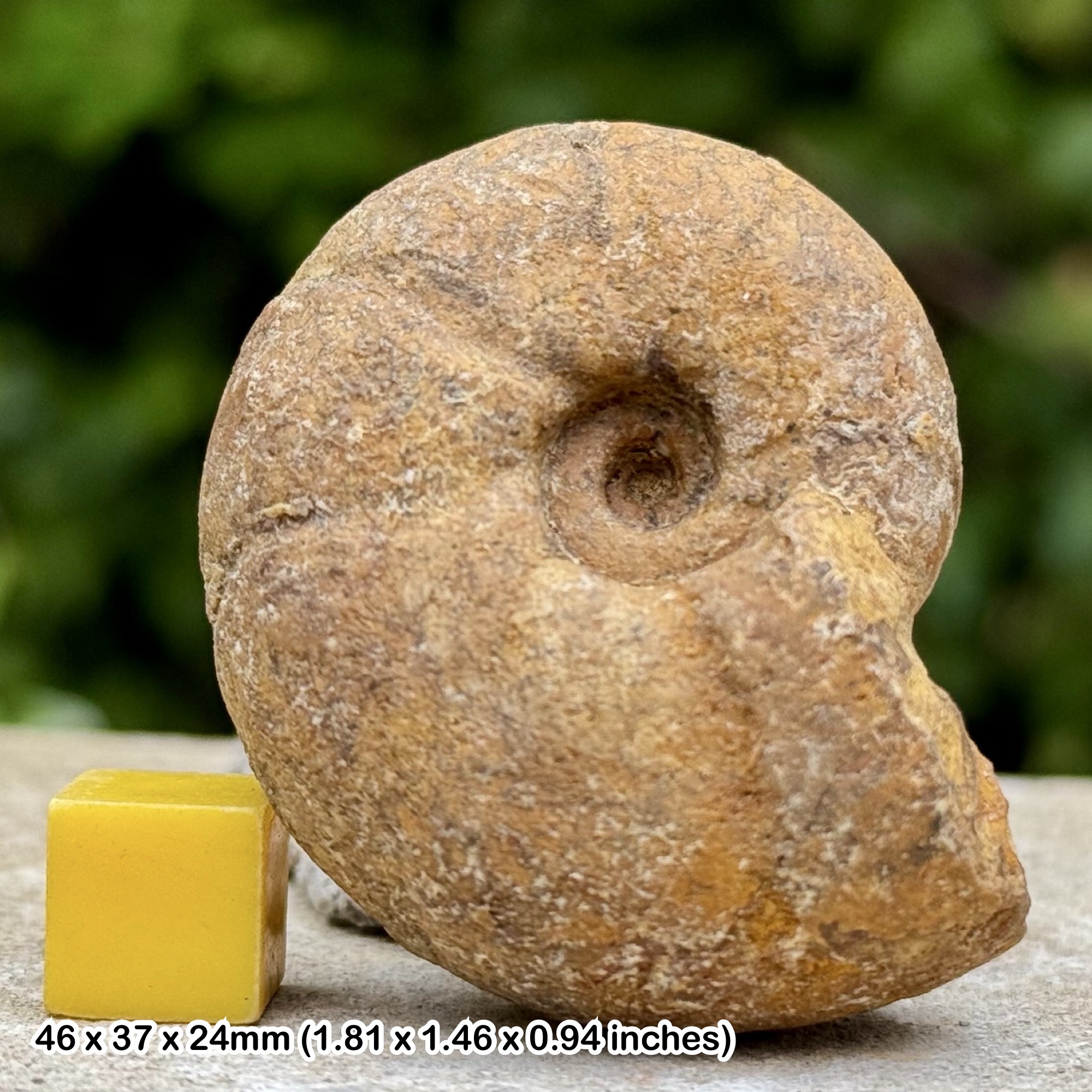 Desmoceras latidorsatum Fossil Ammonite | Rare Albian Cretaceous | Madagascar | Certified Genuine Specimen