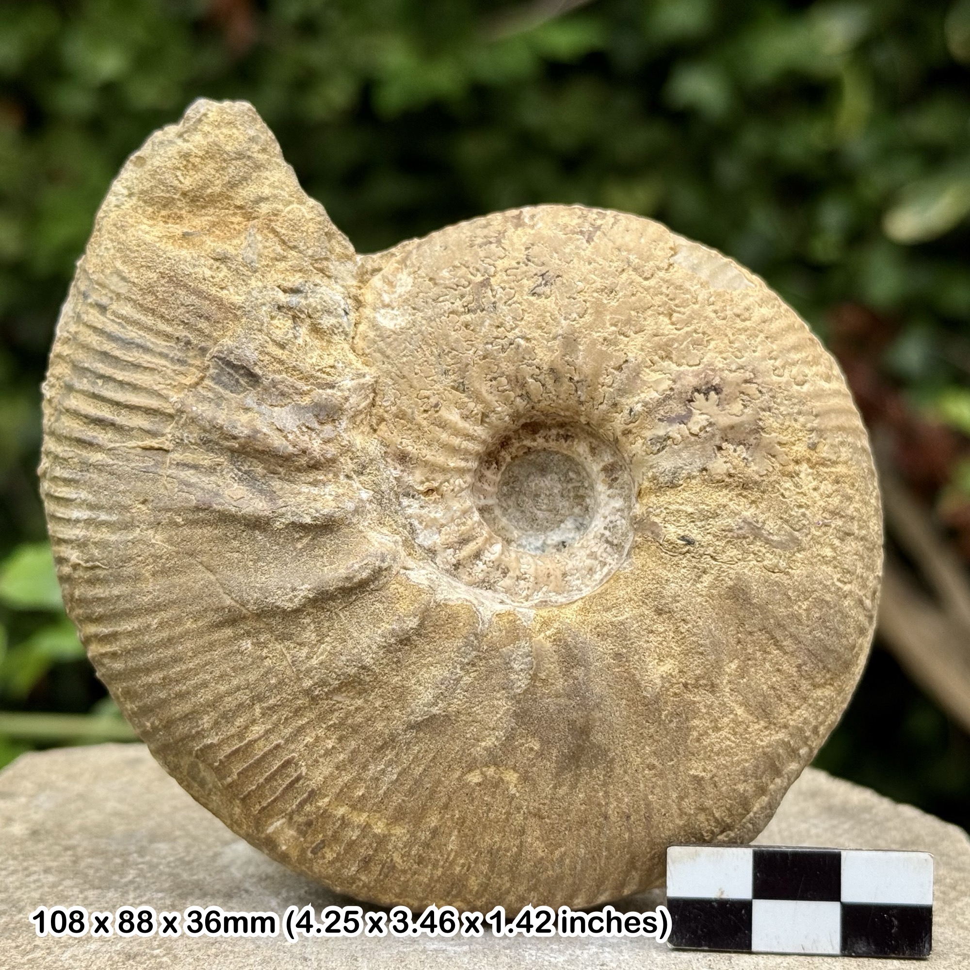Rare 4.25" Catasigaloceras planicerclus Fossil Ammonite, Jurassic, Lower Callovian, Waterpark UK, Genuine with COA
