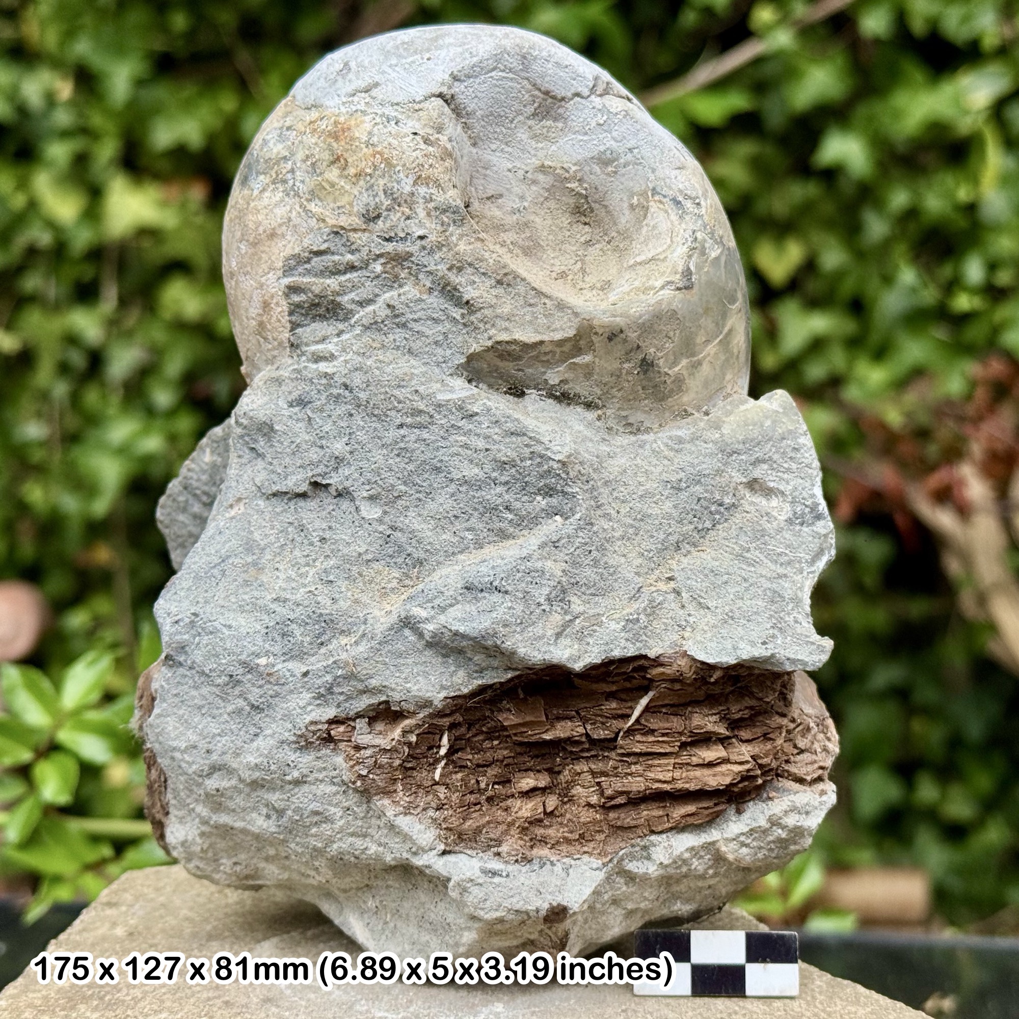 Rare Fossil Ammonite Cadoceras durum w/ Petrified Wood | Jurassic Callovian | Semington UK