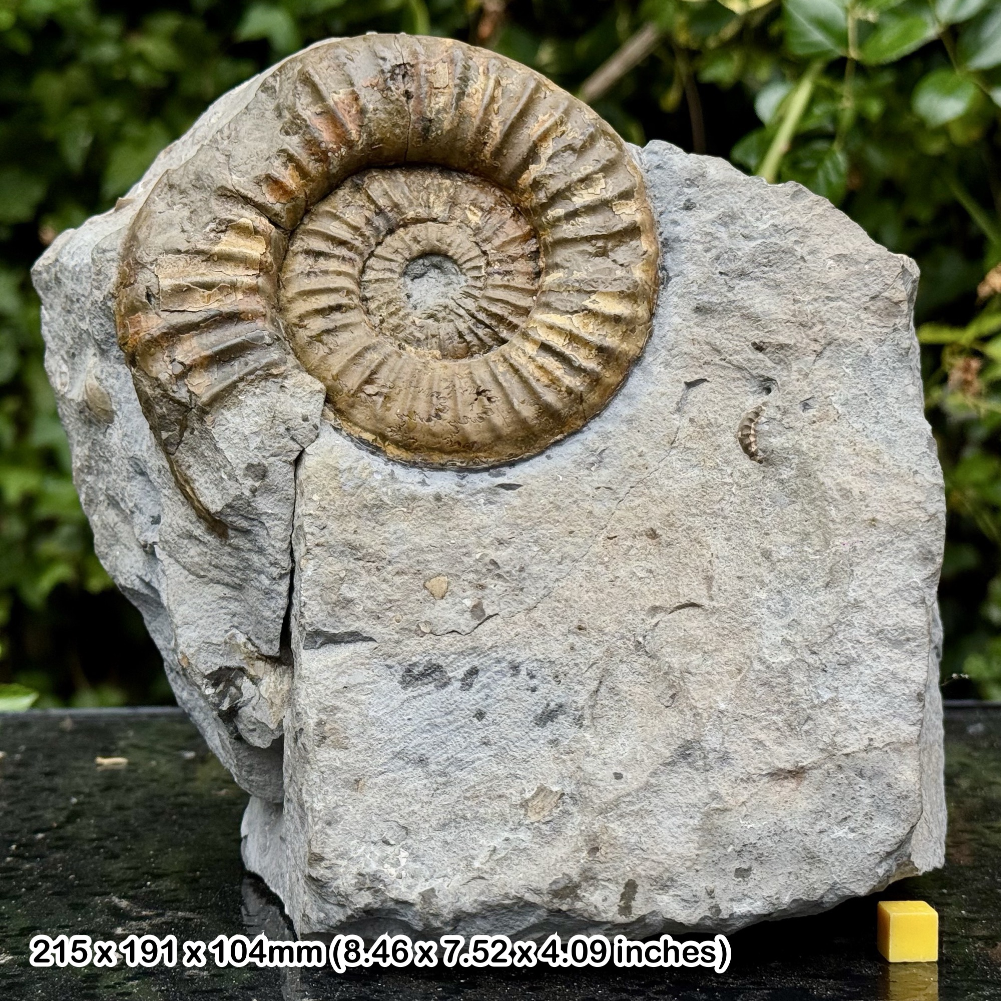 Rare Fossil Ammonite Paracoroniceras lyra | Sinemurian, Jurassic | Watchet, Somerset UK | Authentic