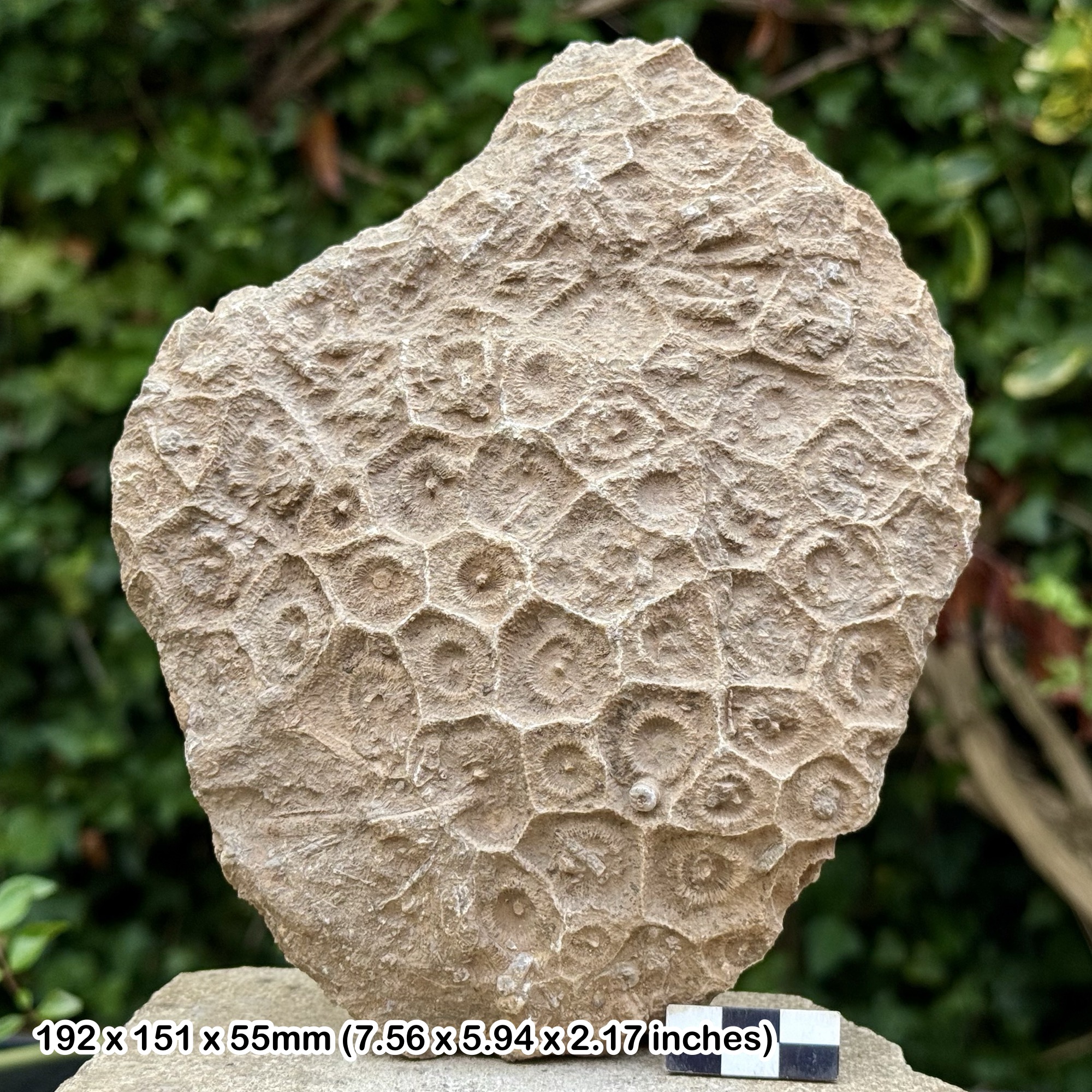 Hexagonia Coral Fossil | Middle Devonian | Assa Zag Morocco | Authentic Prehistoric Reef Specimen