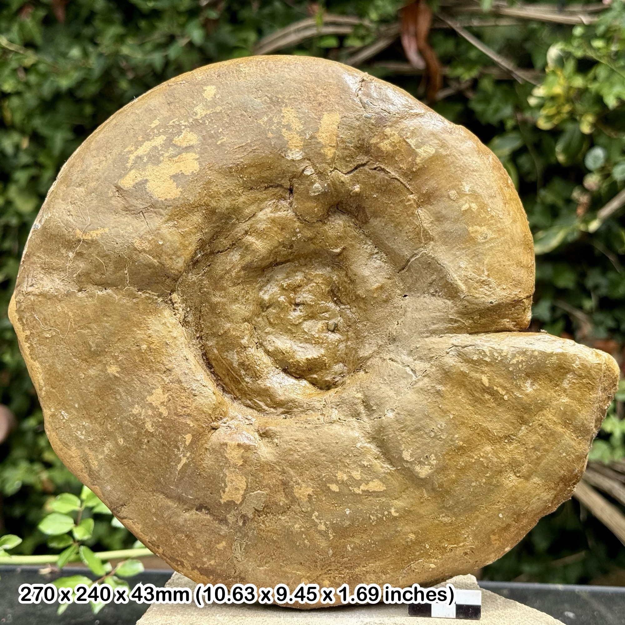 RARE 10" Pachypictonia indicatorias Fossil Ammonite | Kimmeridgian Jurassic | Fairford UK | Authentic Specimen