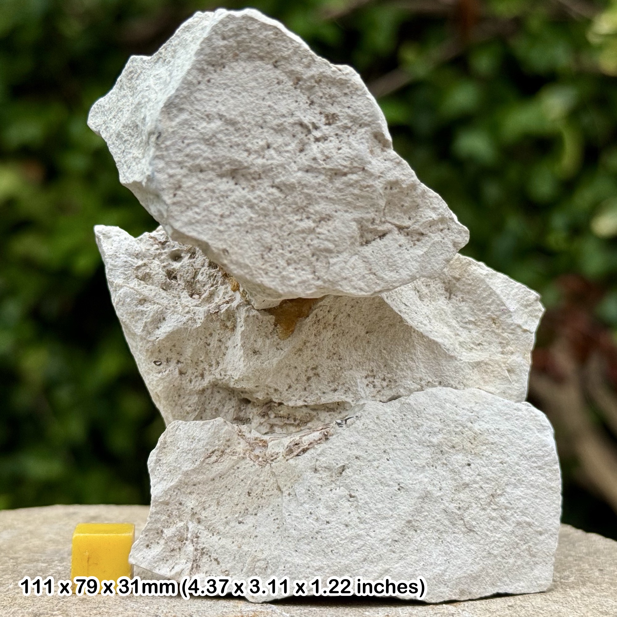 RARE Fossil Crab Claw & Fragments – Notopocorystes – Cenomanian, Cretaceous – Sussex UK – Authentic Crustacean Fossil with COA