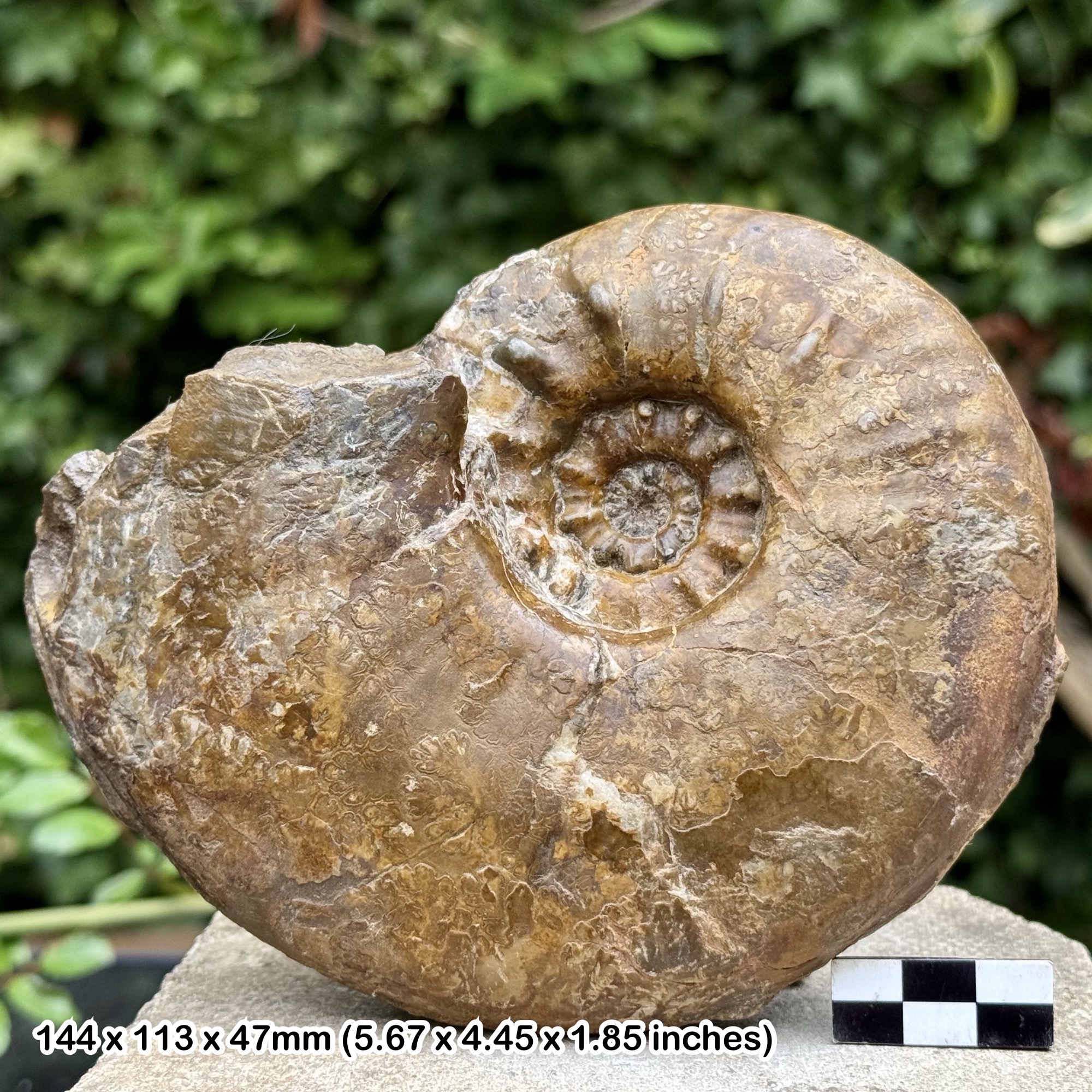 Rare 6" Fossil Ammonite Euhoploceras mayeri | Jurassic Middle Bajocian Nenningen Germany | Genuine + COA