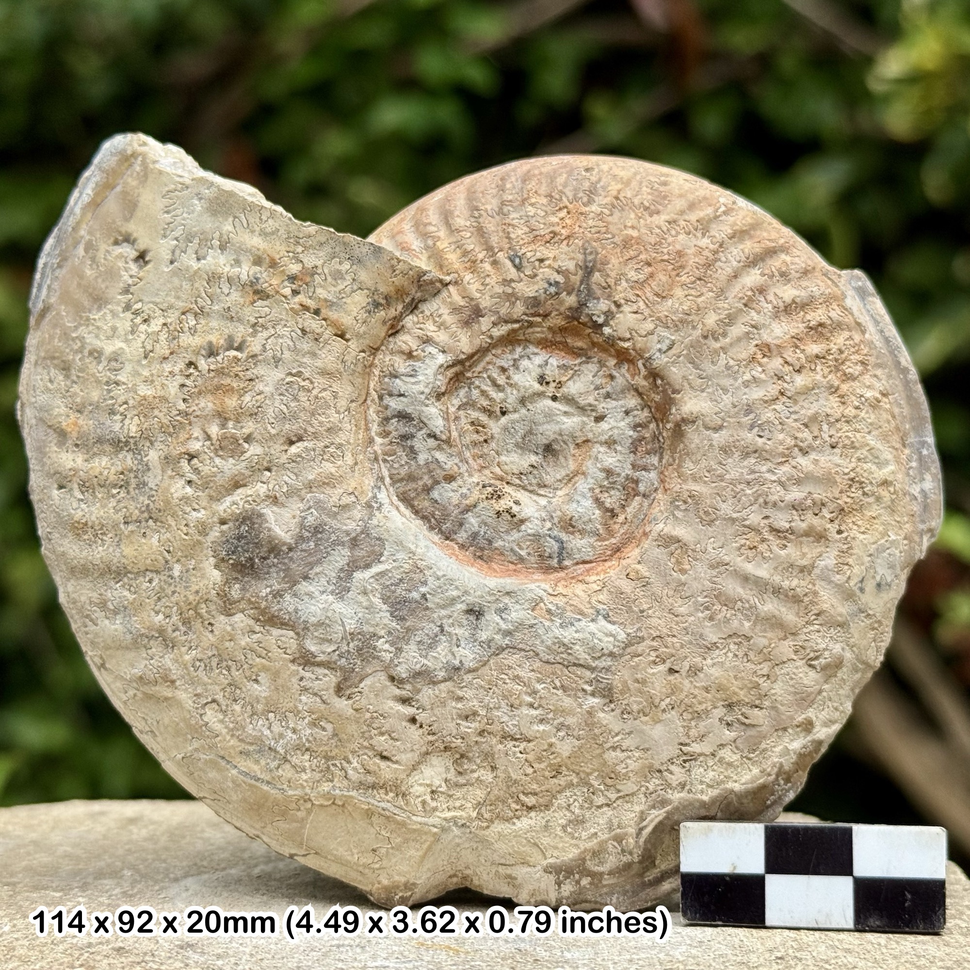 Rare Fossil Ammonite Pseudogrammoceras mulleri | Jurassic Aalenian Aveyron France | Genuine + COA