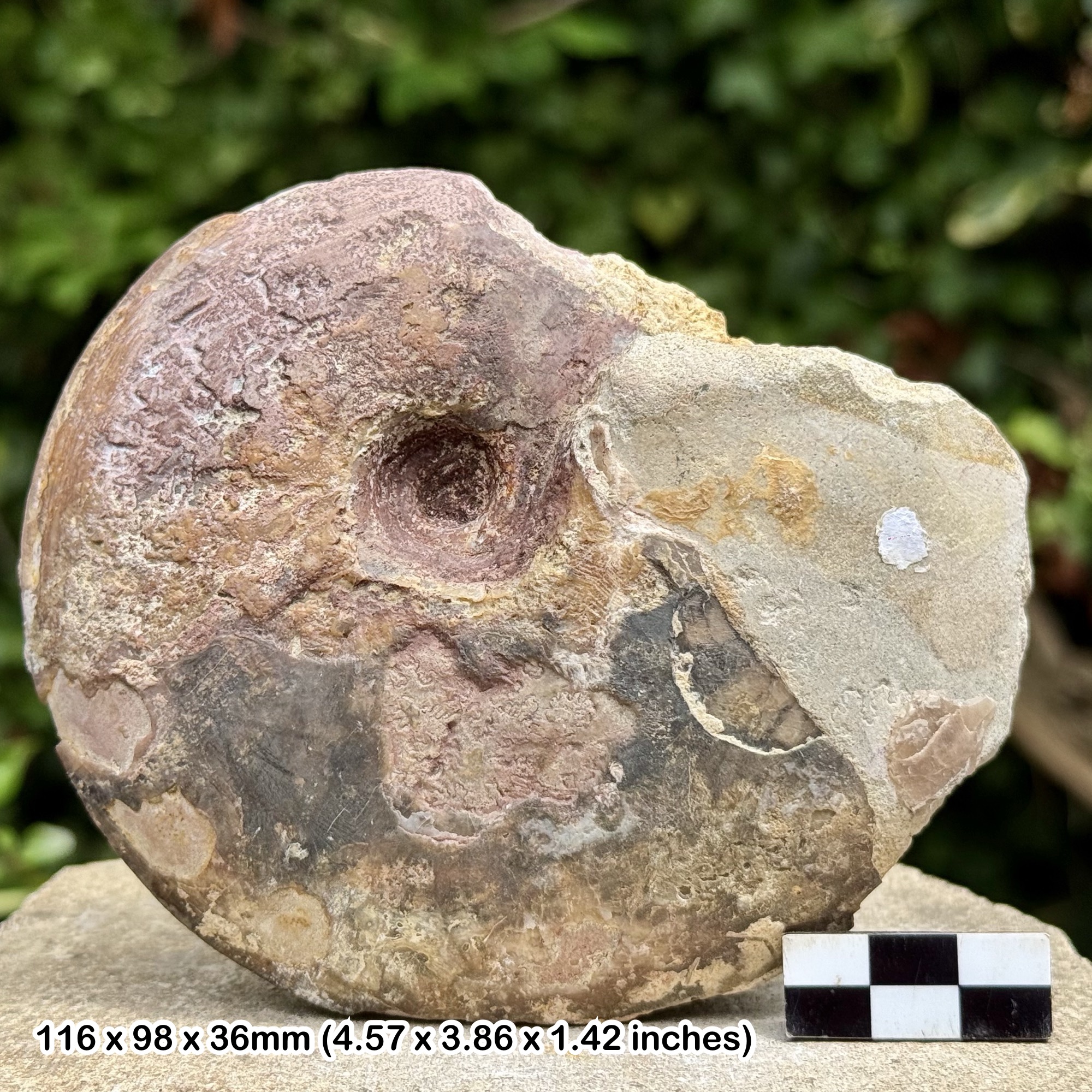 Rare Fossil Ammonite Sonninia oxiformis acrida | Jurassic Lower Bajocian Dorset UK | Genuine + COA