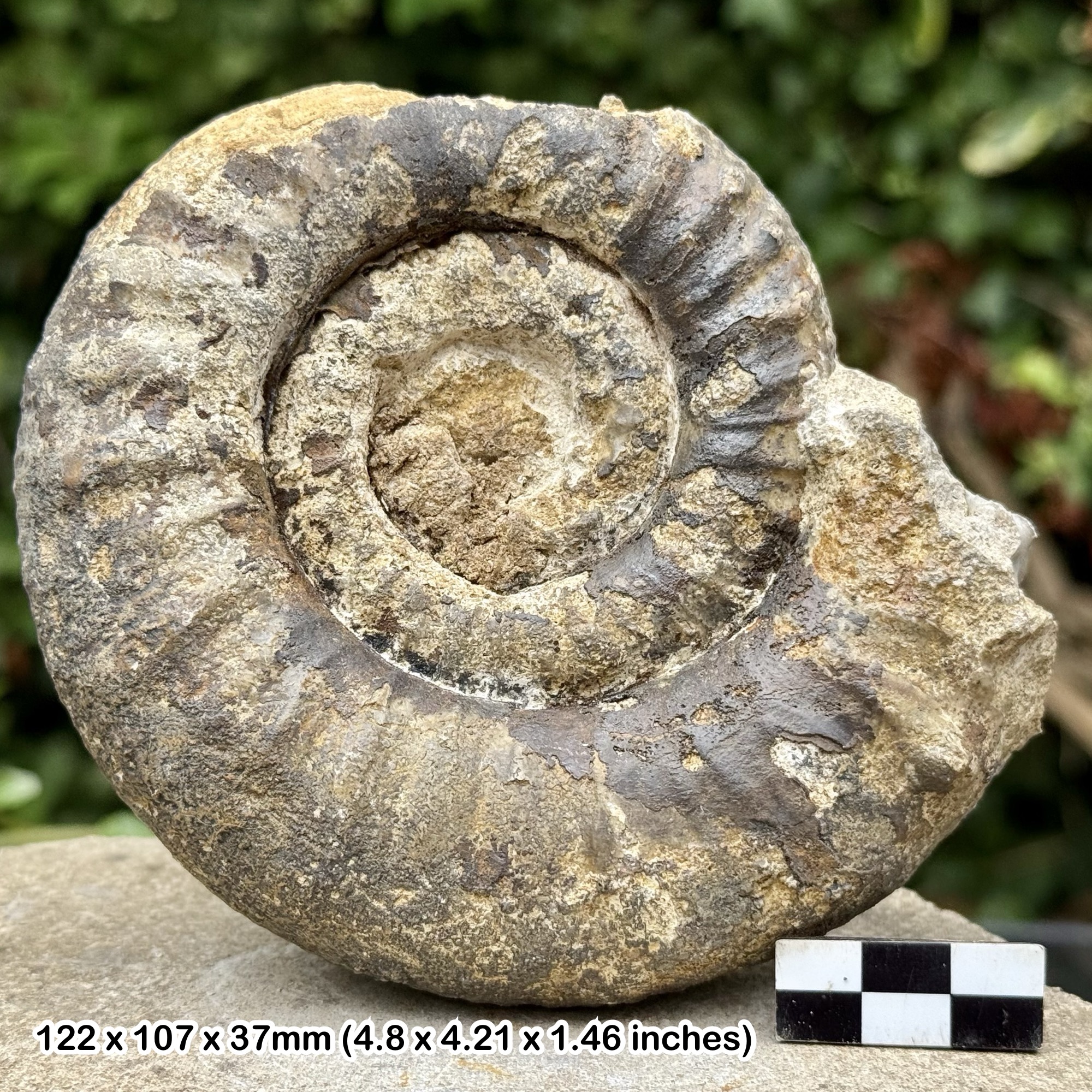 Rare 5" Fossil Ammonite Coeloderoceras ponticum | Jurassic Lower Pliensbachian Somerset UK | Genuine + COA