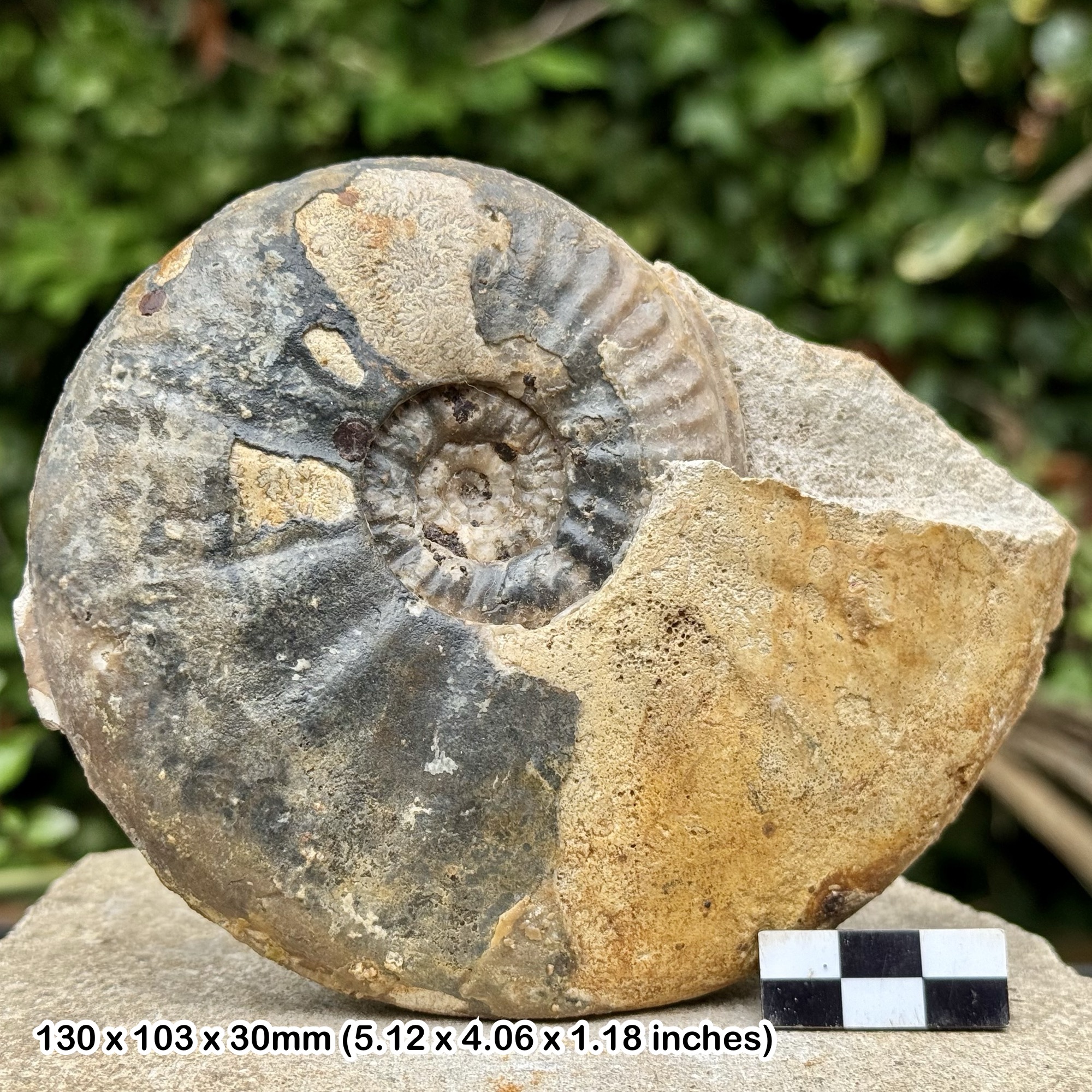 Rare 5" Fossil Ammonite Gleviceras victoris | Jurassic Lower Pliensbachian Somerset UK | Genuine + COA