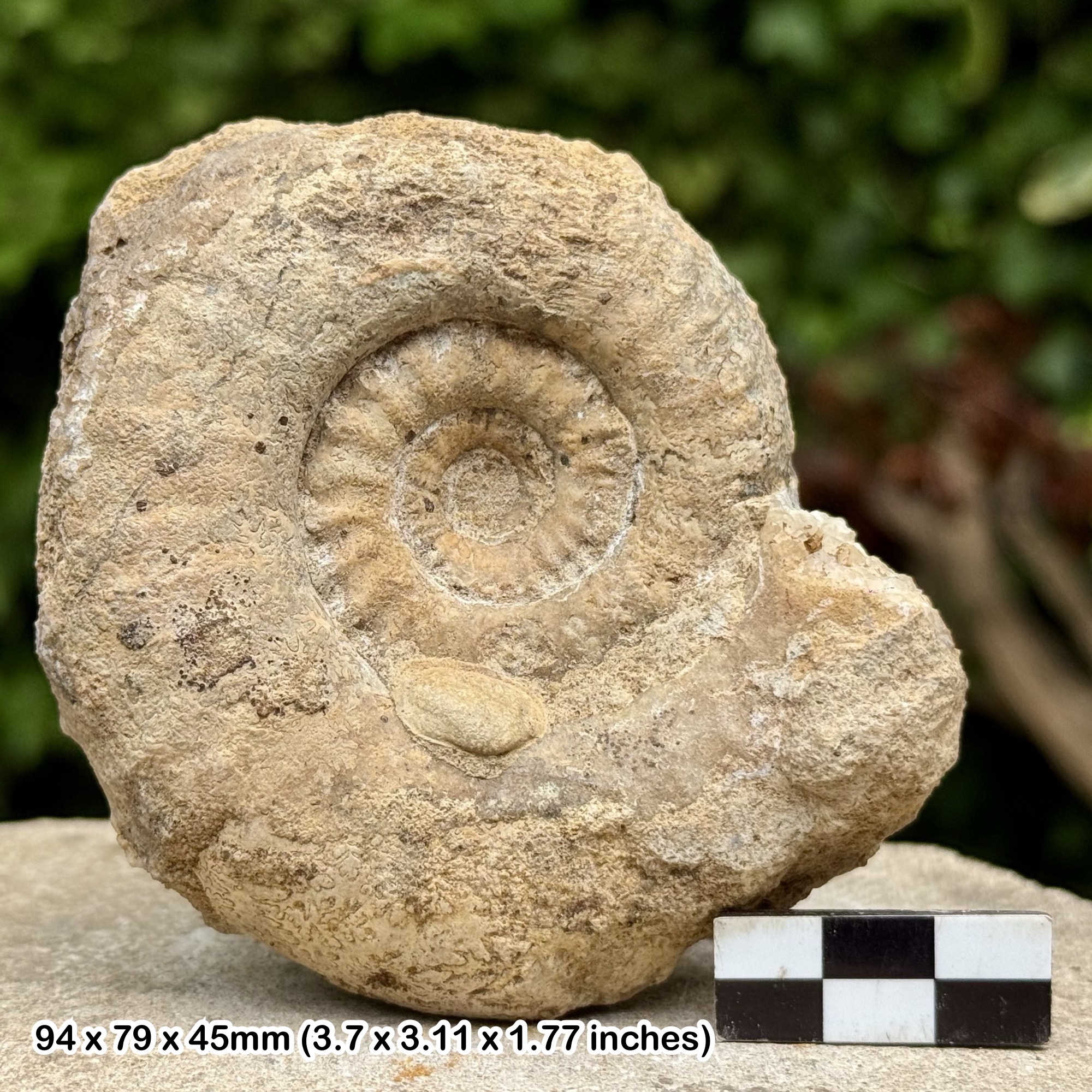 Rare 3" Fossil Ammonite Eoderoceras bispinigerum | Jurassic Lower Pliensbachian Somerset UK | Genuine + COA