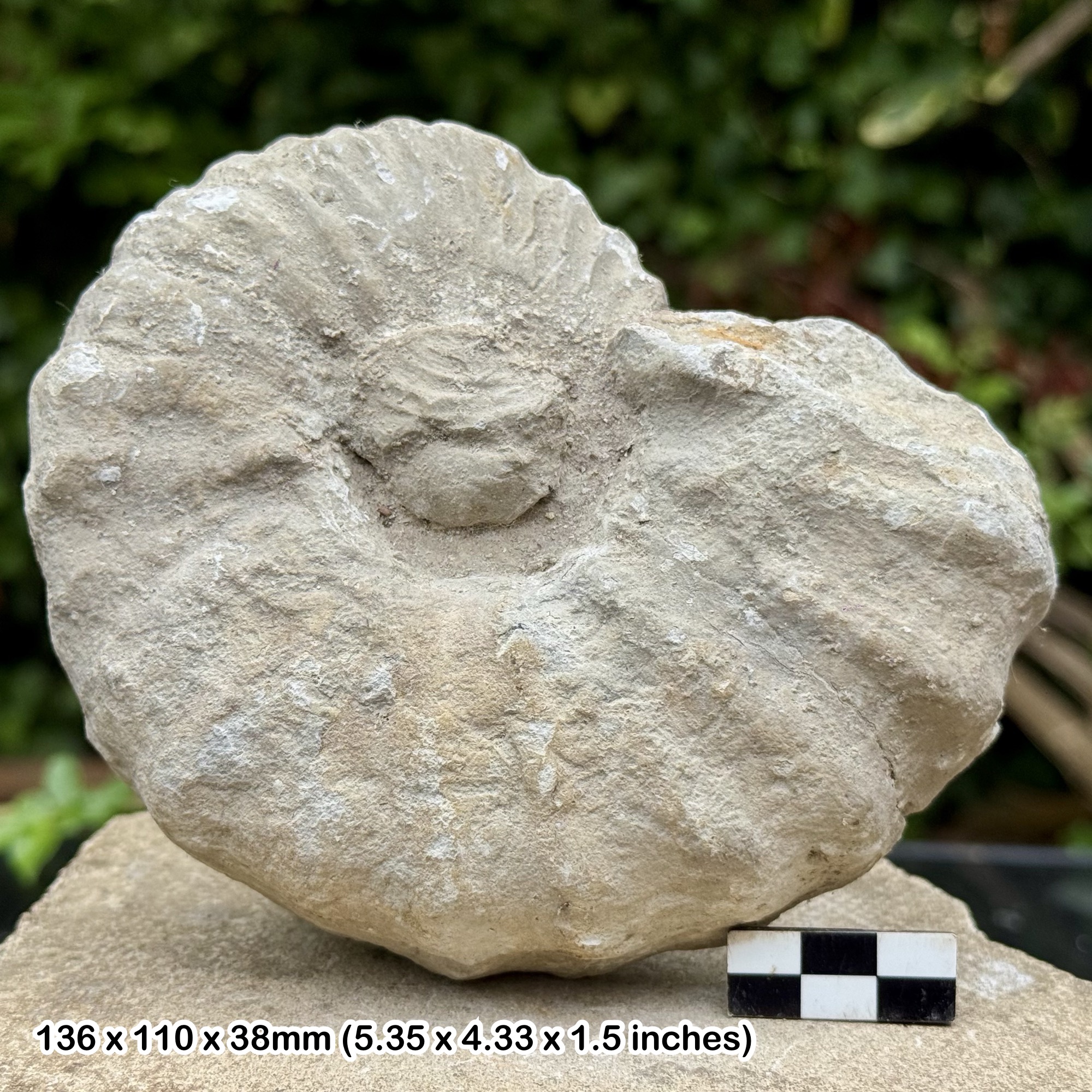 Acanthoceras jukesbrowni Fossil Ammonite Lower Cenomanian Cretaceous Dorset UK Genuine Specimen