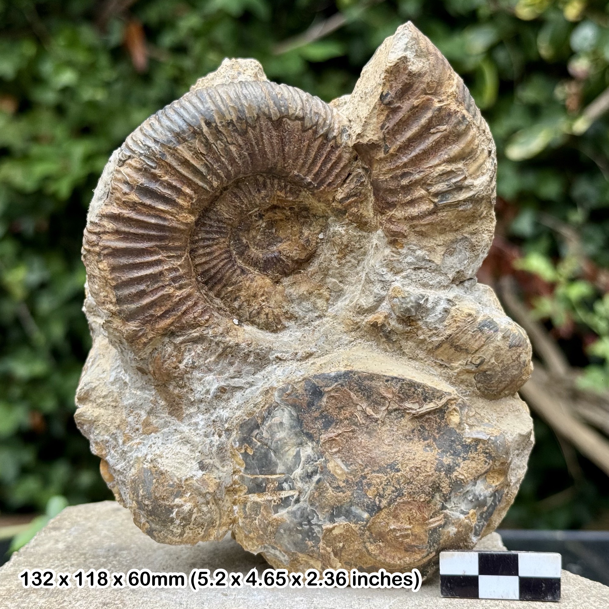 RARE Aulacostephanus pseudomutabilis Ammonite Fossil Block Elsworth Rock Upper Kimmeridgian Jurassic UK