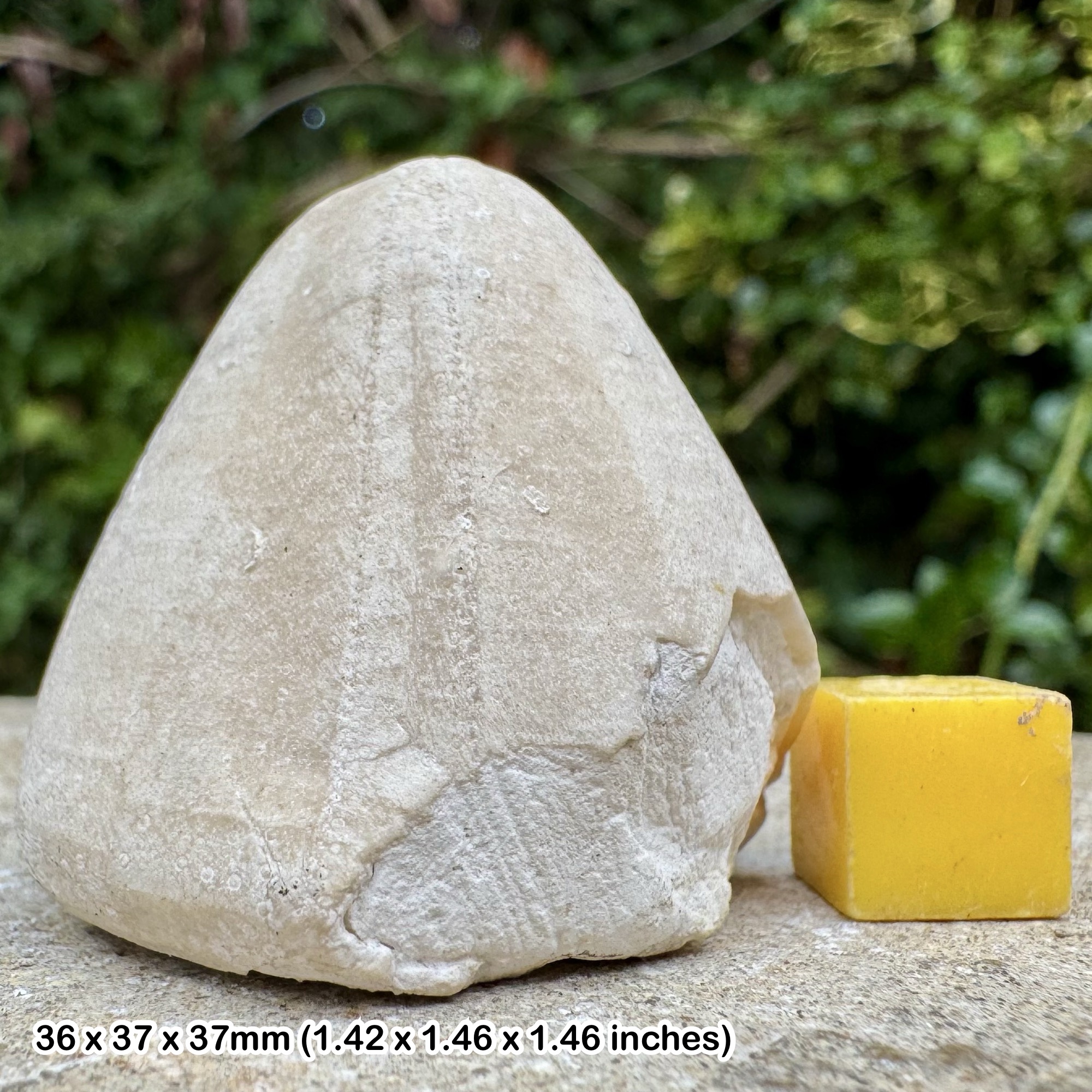 Fossil Chalk Echinoid Conulus albogalerus Santonian Cretaceous Dumpton Gap Kent England UK Genuine