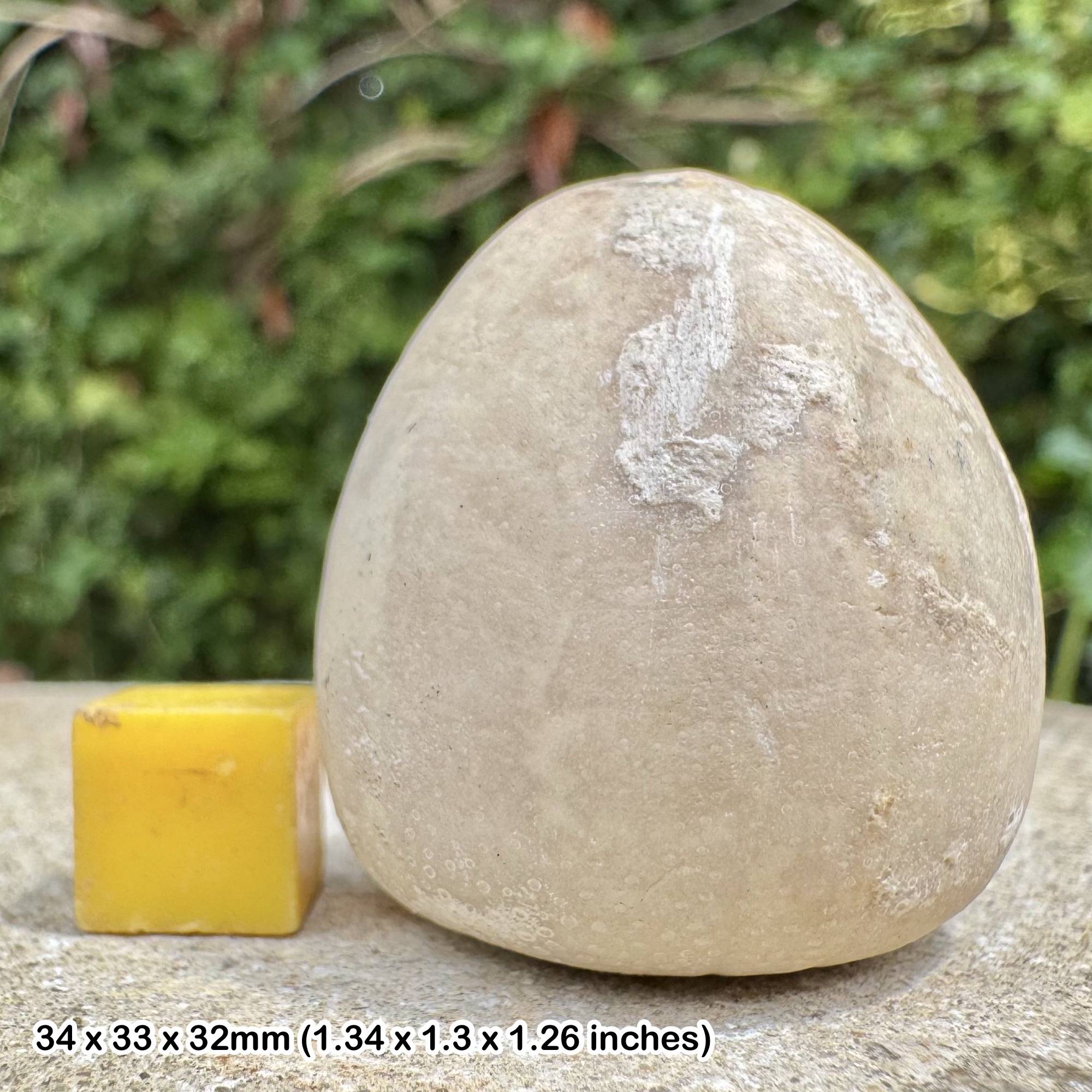 Fossil Chalk Echinoid Conulus albogalerus Santonian Cretaceous Dumpton Gap Kent England UK Genuine