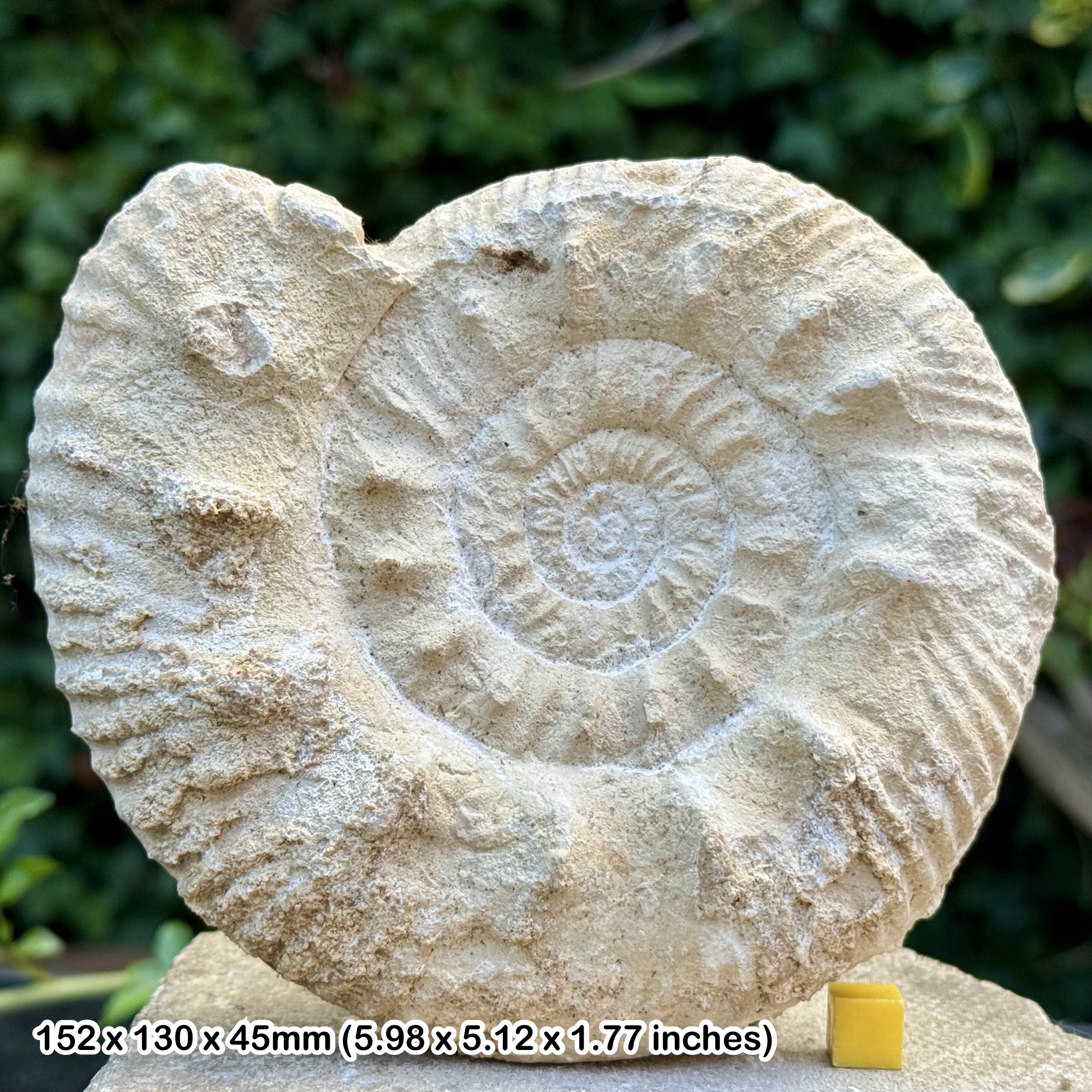 RARE: 6" Reineckeia (Reineckeia) anceps anceps Fossil Ammonite – Middle Callovian, Jurassic – Poitiers, France | Genuine