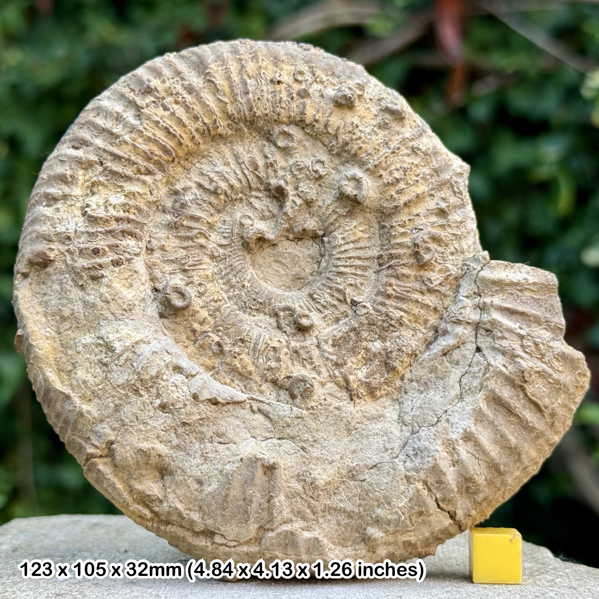 Prorsisphinctes meseres Fossil Ammonite – Lower Bajocian, Jurassic – Calvados, France | Authentic French Ammonite Fossil | COA Included