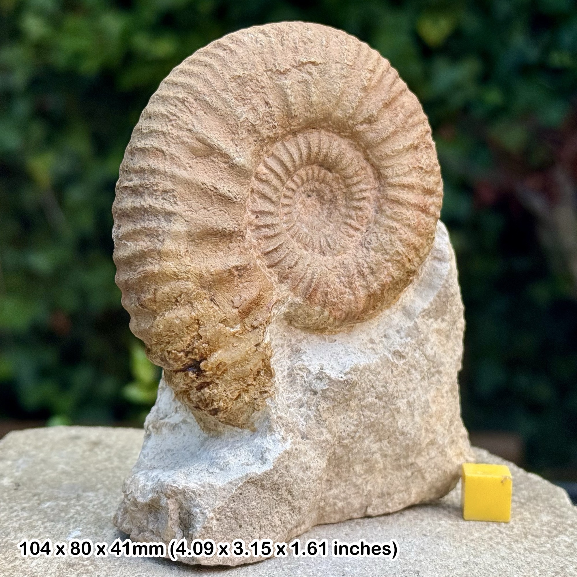 RARE: Choffatia (Grossouvria) kontkiewiczi Fossil Ammonite – Middle Callovian, Jurassic – Vienne, France | Authentic Ammonite Fossil