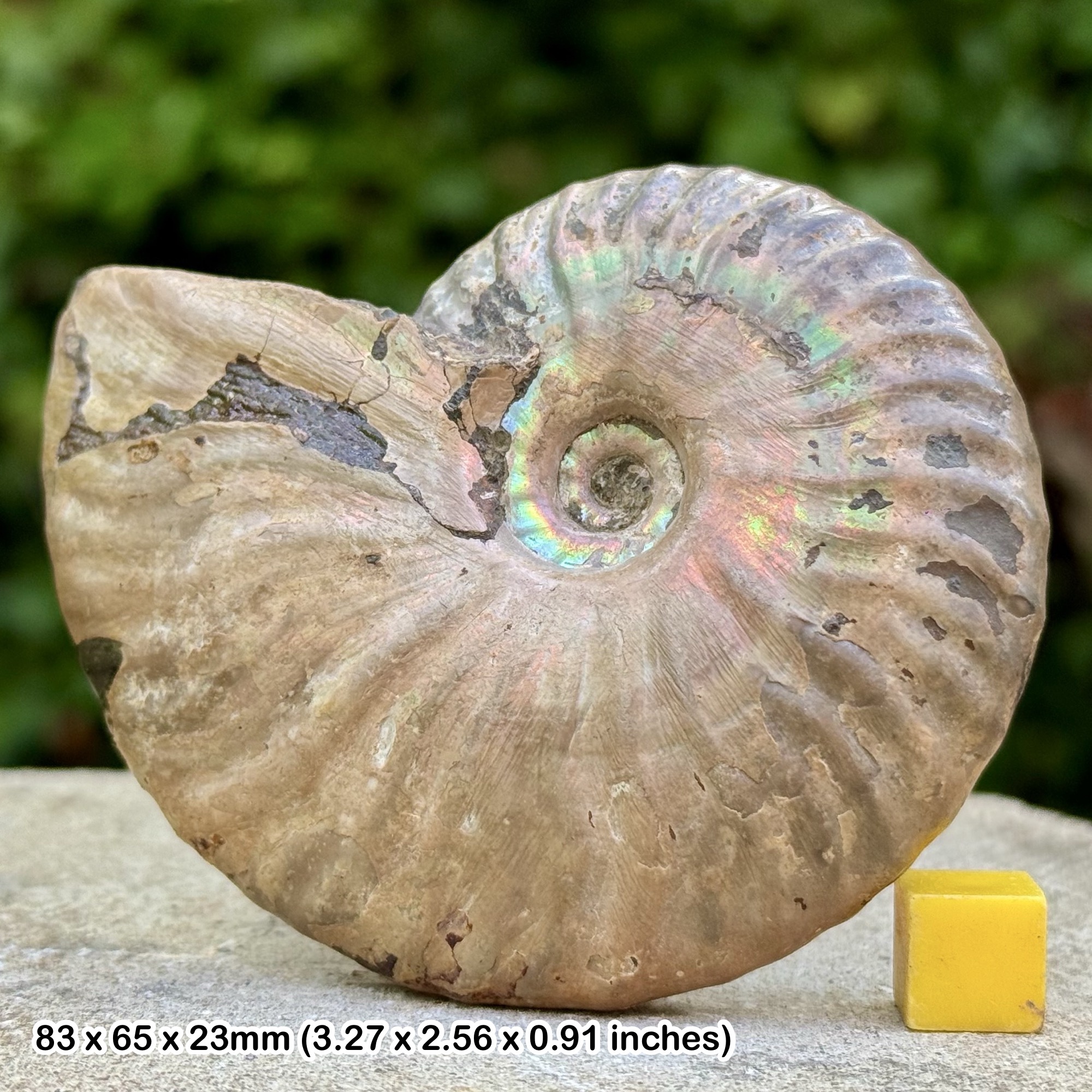 3.25" Iridescent Cleoniceras cleon Fossil Ammonite | Lower Albian Cretaceous | TULEAR Madagascar | Genuine with COA