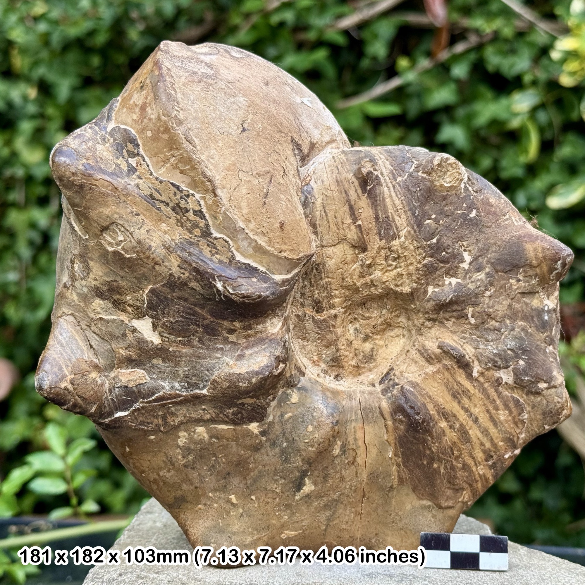 7.5" Mammites nodosoides Fossil Ammonite | Turonian Cretaceous | ASFLA Morocco | Genuine with COA