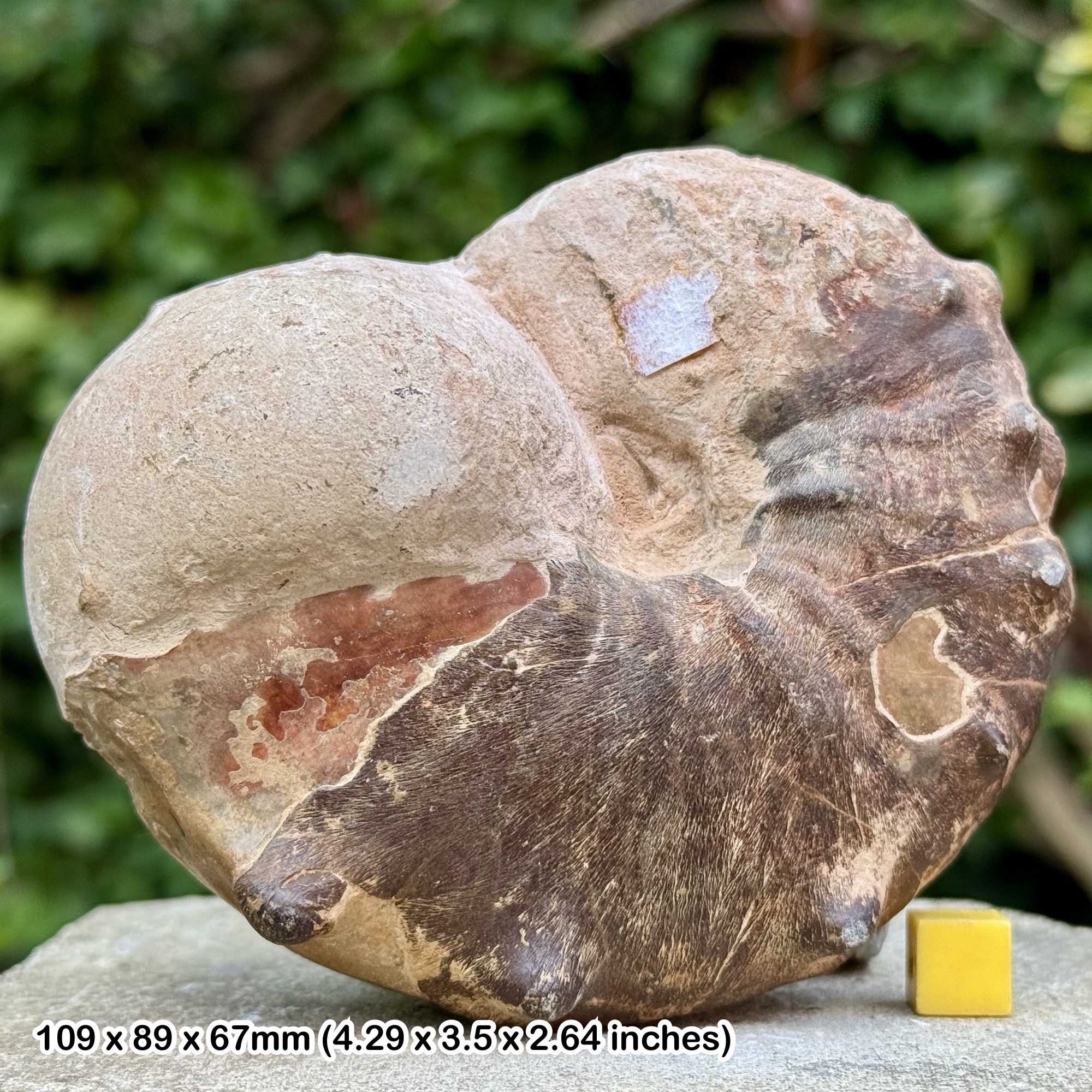 Vascoceras polymorphum Fossil Ammonite | Lower Turonian Cretaceous | Morocco | Genuine with COA