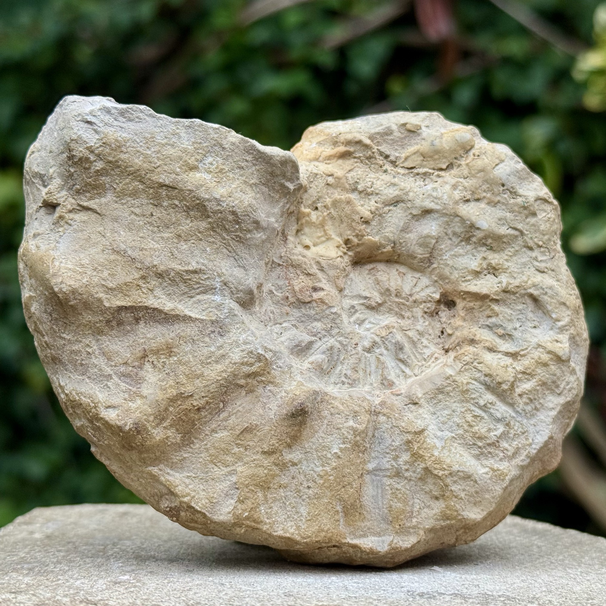 Cunningtoniceras Fossil Ammonite Middle Cenomanian Cretaceous Sussex UK – Genuine Authentic Collector Specimen with COA
