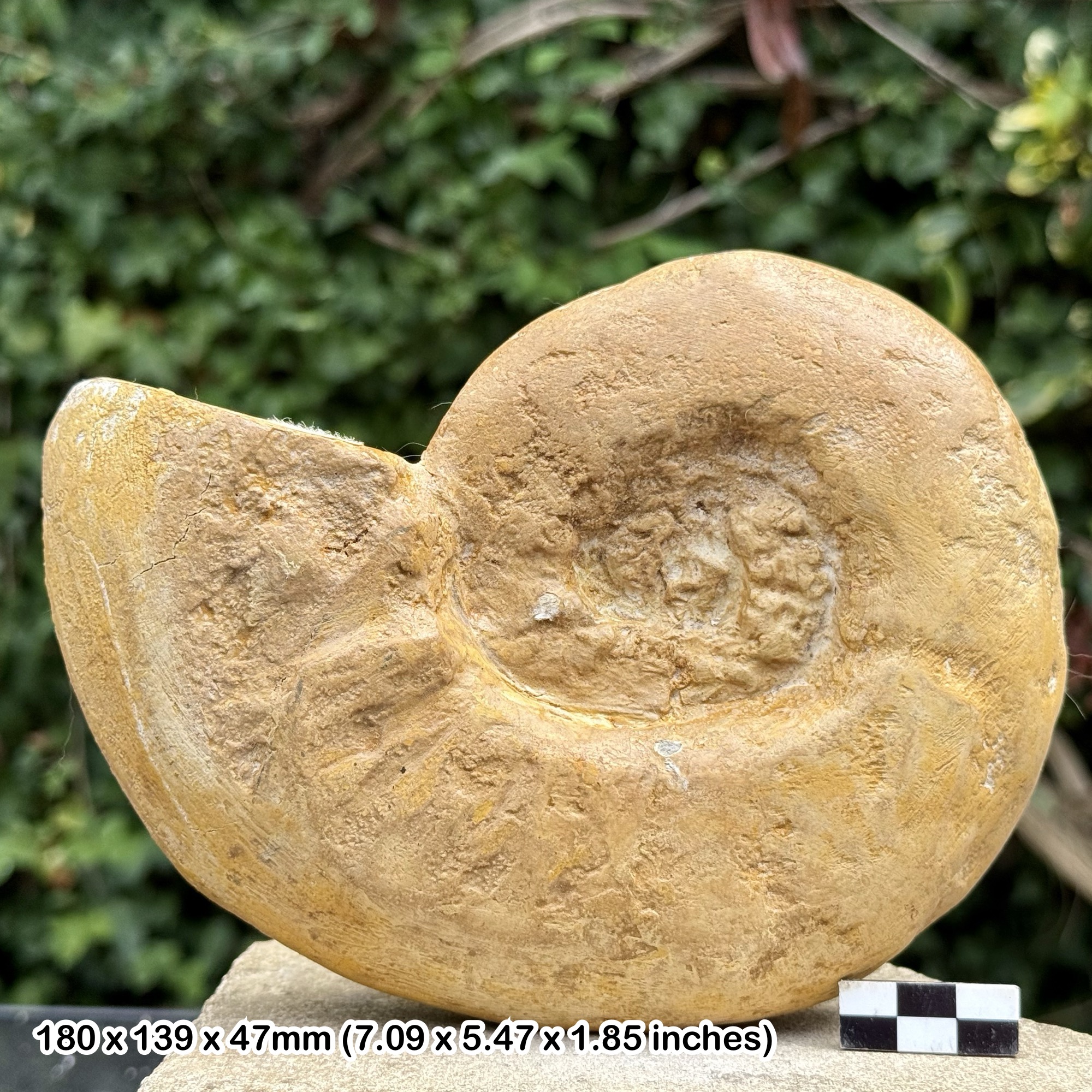 Rare Acompsoceras renevieri Fossil Ammonite Middle Cenomanian Cretaceous Sussex UK 7 Inch Genuine Certified Collector Specimen