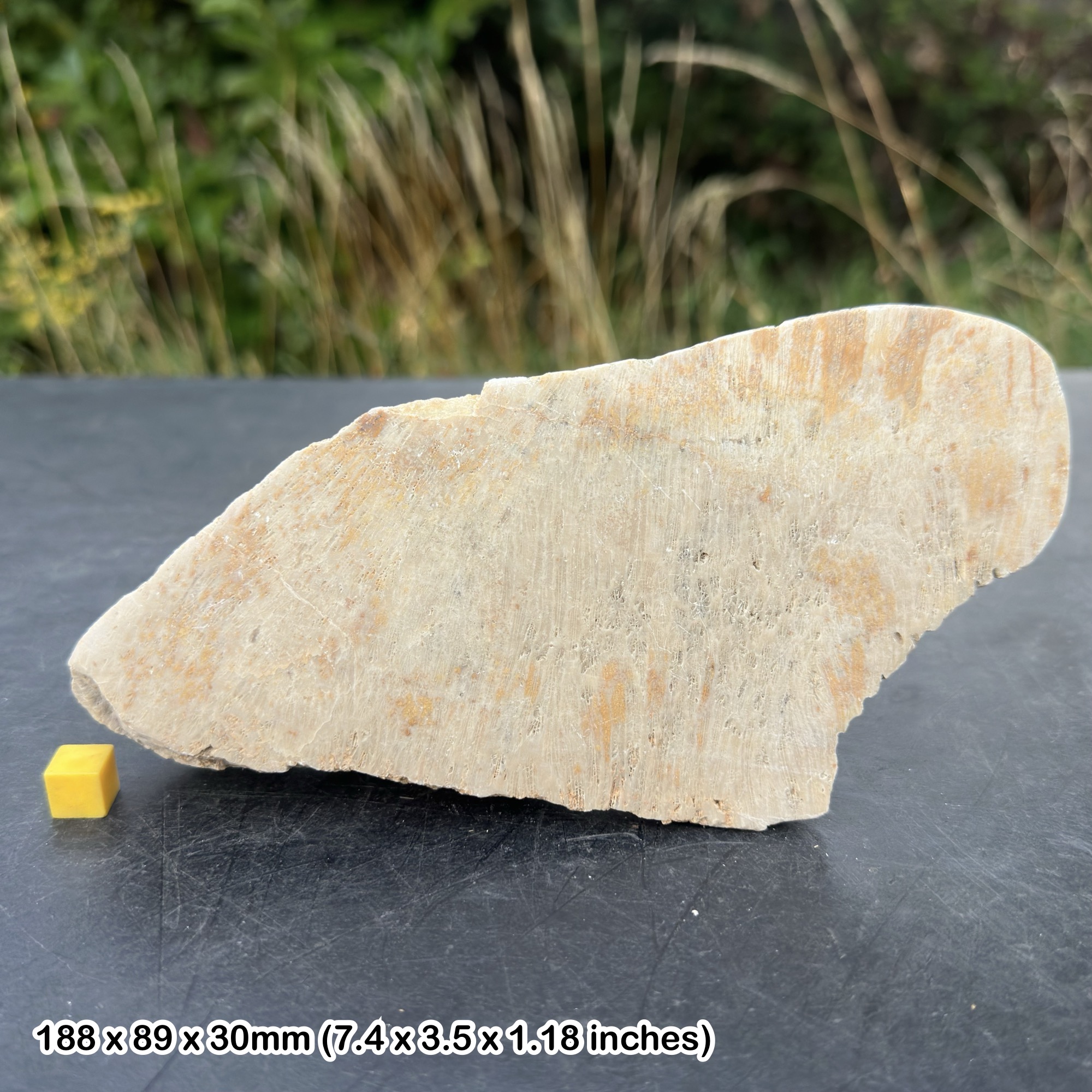 Scottish Sliced Fossil Coral Isastraea – Jurassic Period, Kintradwell Scotland – Genuine Polished Display Specimen