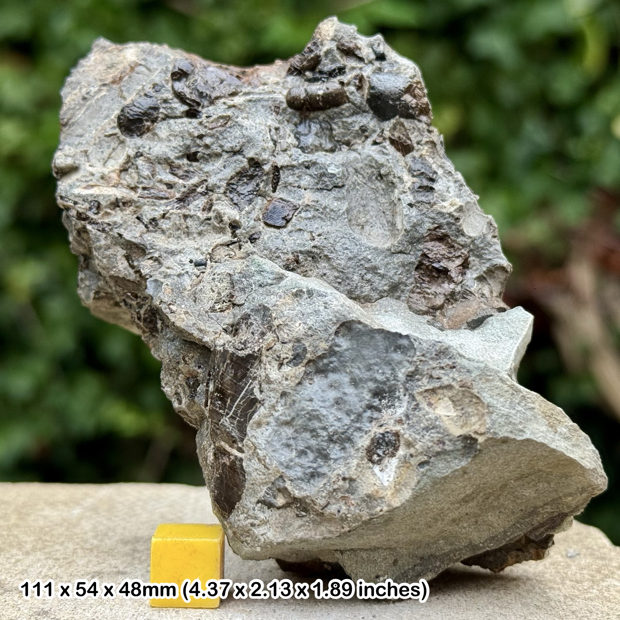 Fossil Reptile Bones Block Aust Cliff Westbury Formation Upper Triassic Penarth Group Bristol UK