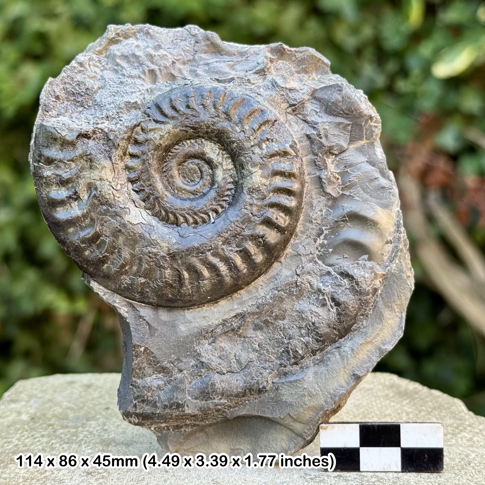 Hildoceras bifrons Fossil Ammonite Jurassic Whitby UK Genuine Runswich Bay Authentic Specimen