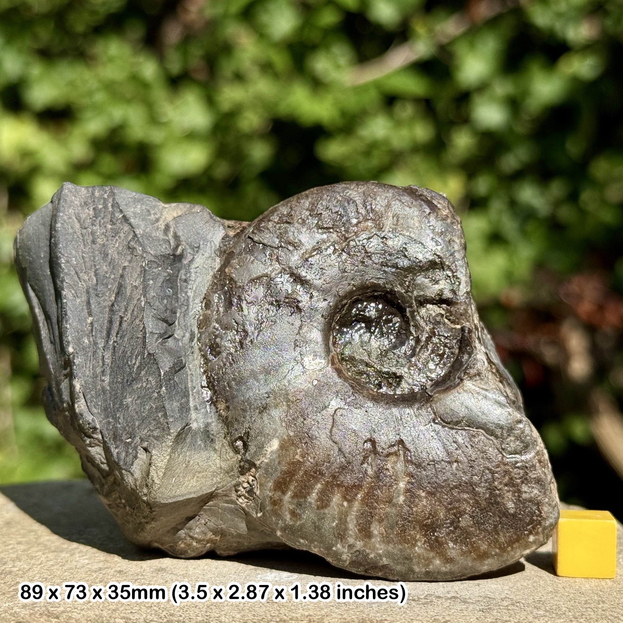 Harpoceras Ammonite Fossil Jurassic Whitby UK Genuine Specimen Certificate of Authenticity