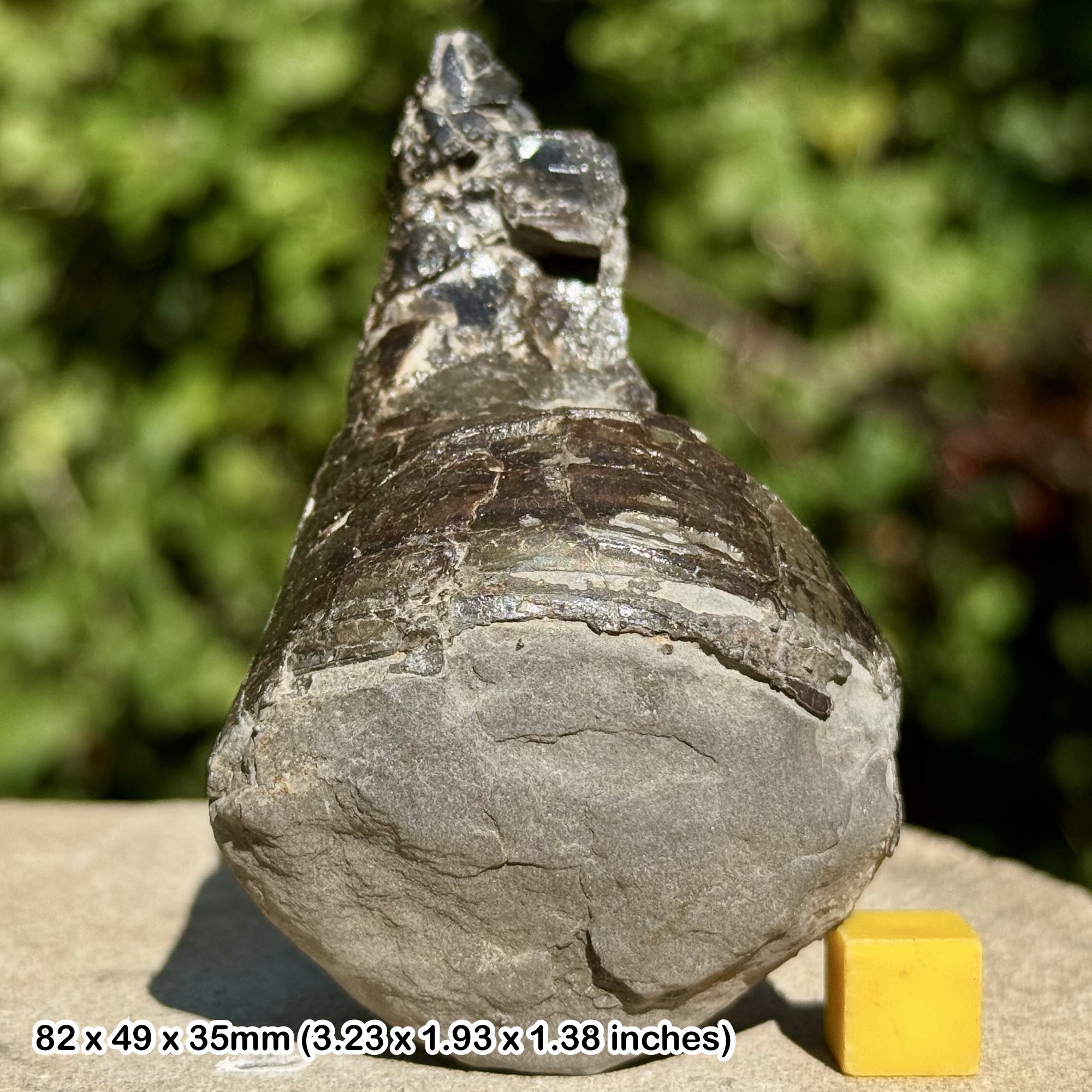 Belemnite Fossil Phragmocone Jurassic Whitby UK Genuine Specimen Certificate Authentic