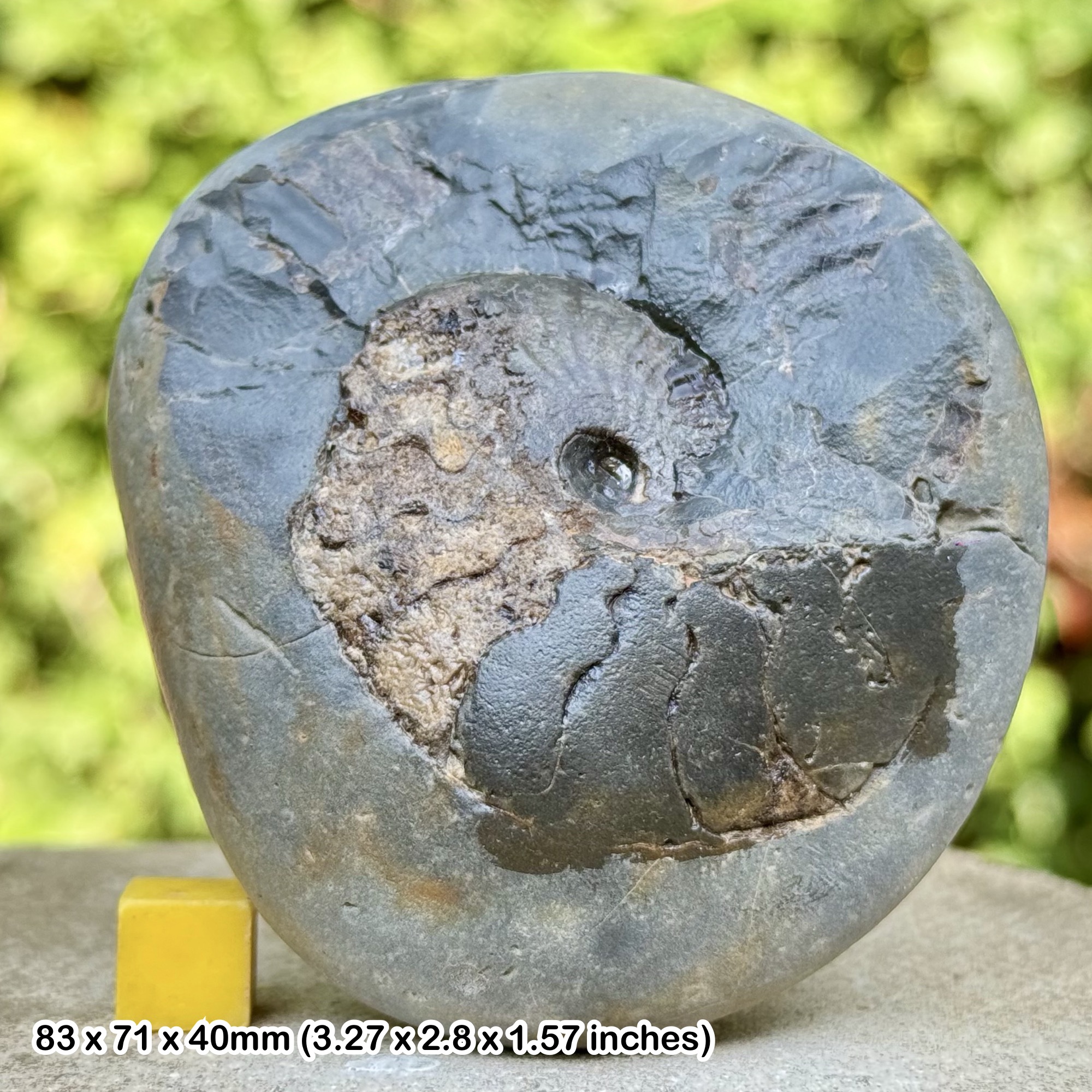 Pseudolioceras Ammonite Fossil Jurassic Whitby UK Genuine Specimen Certificate of Authenticity