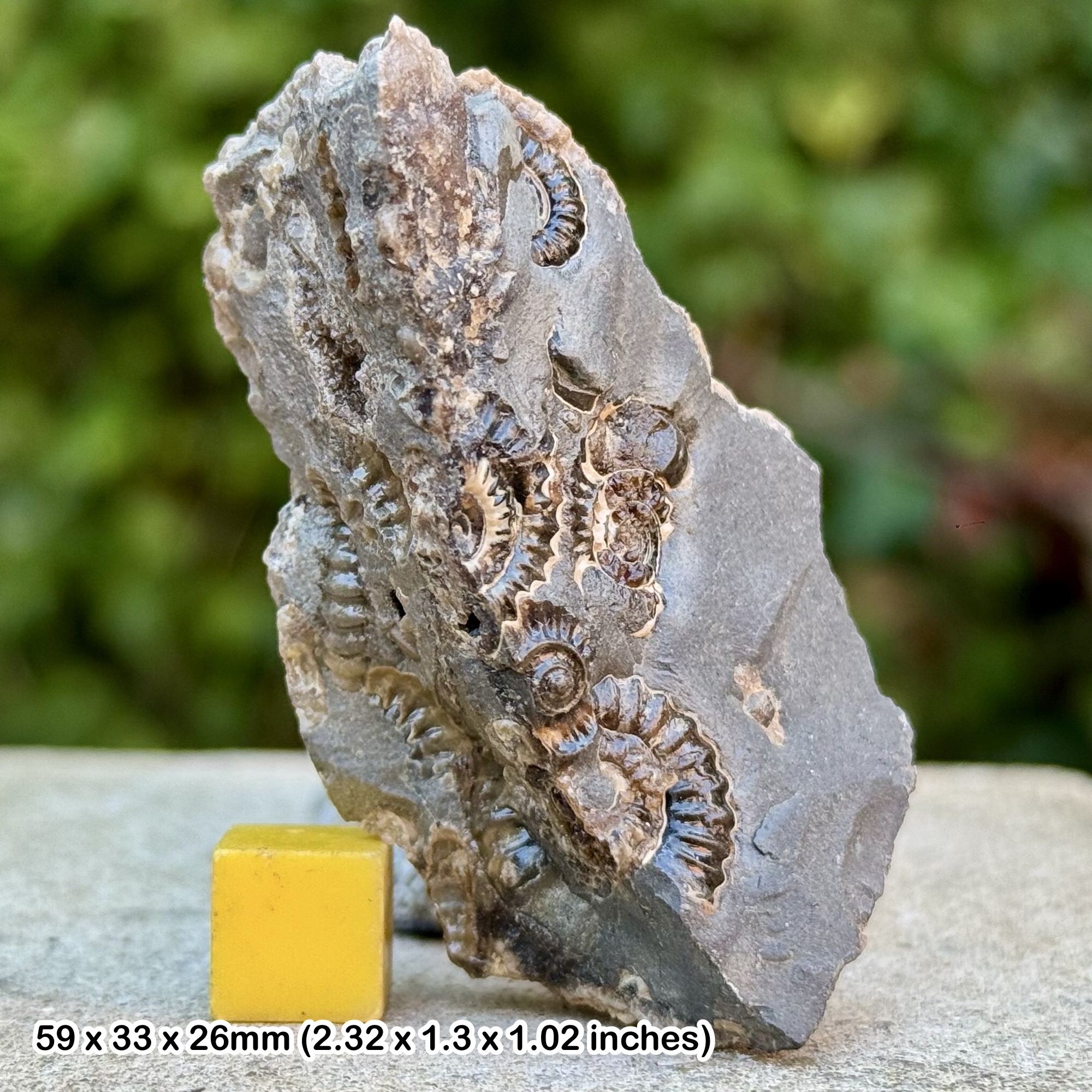 Promicroceras marstonense Ammonite Fossils Marston Marble Jurassic UK Genuine Specimen Certificate