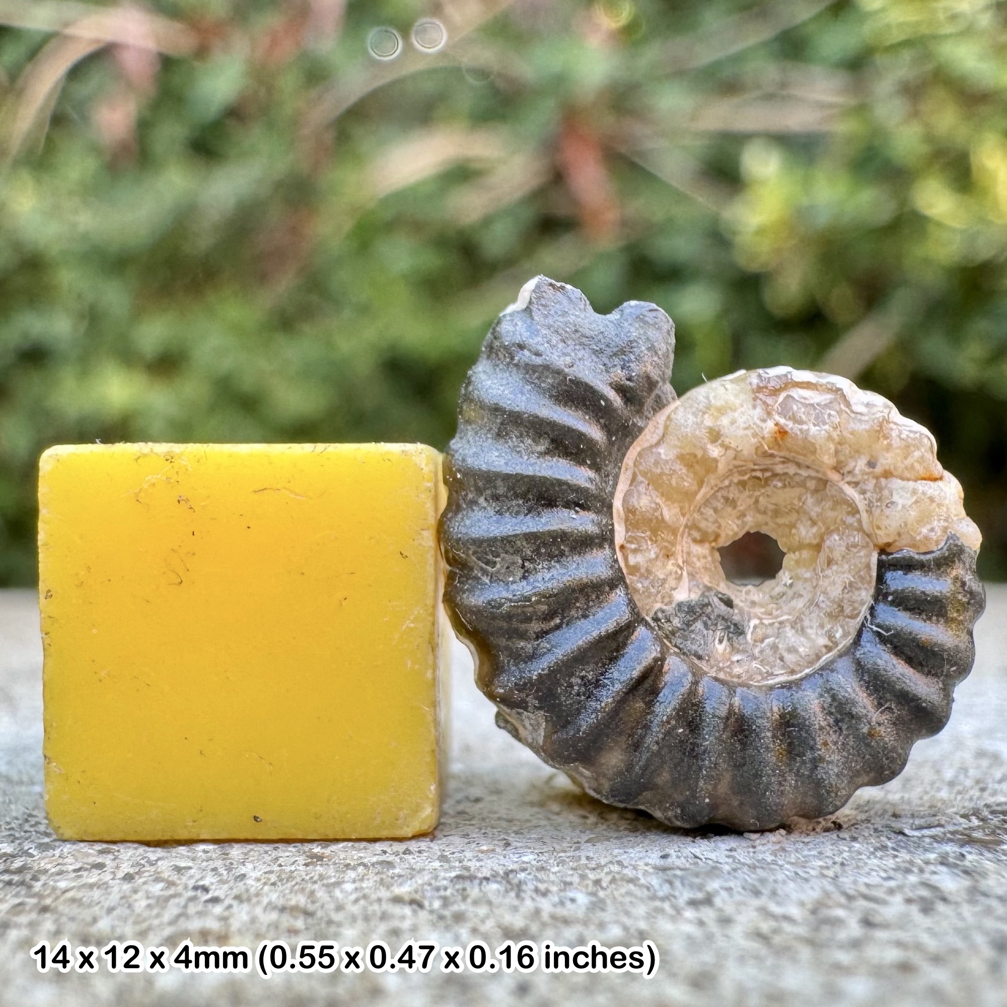 Promicroceras marstonense Ammonite Fossils Marston Marble Jurassic UK Genuine Specimen Certificate