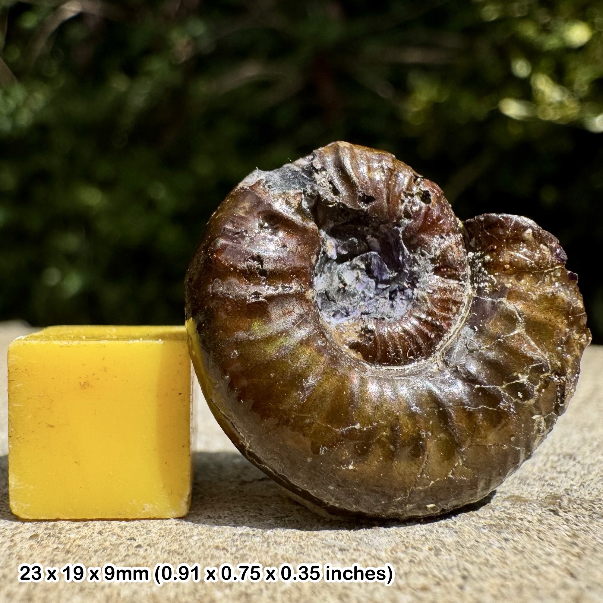 Quenstedtoceras henrici Fossil Ammonite Jurassic Upper Callovian France Genuine Specimen