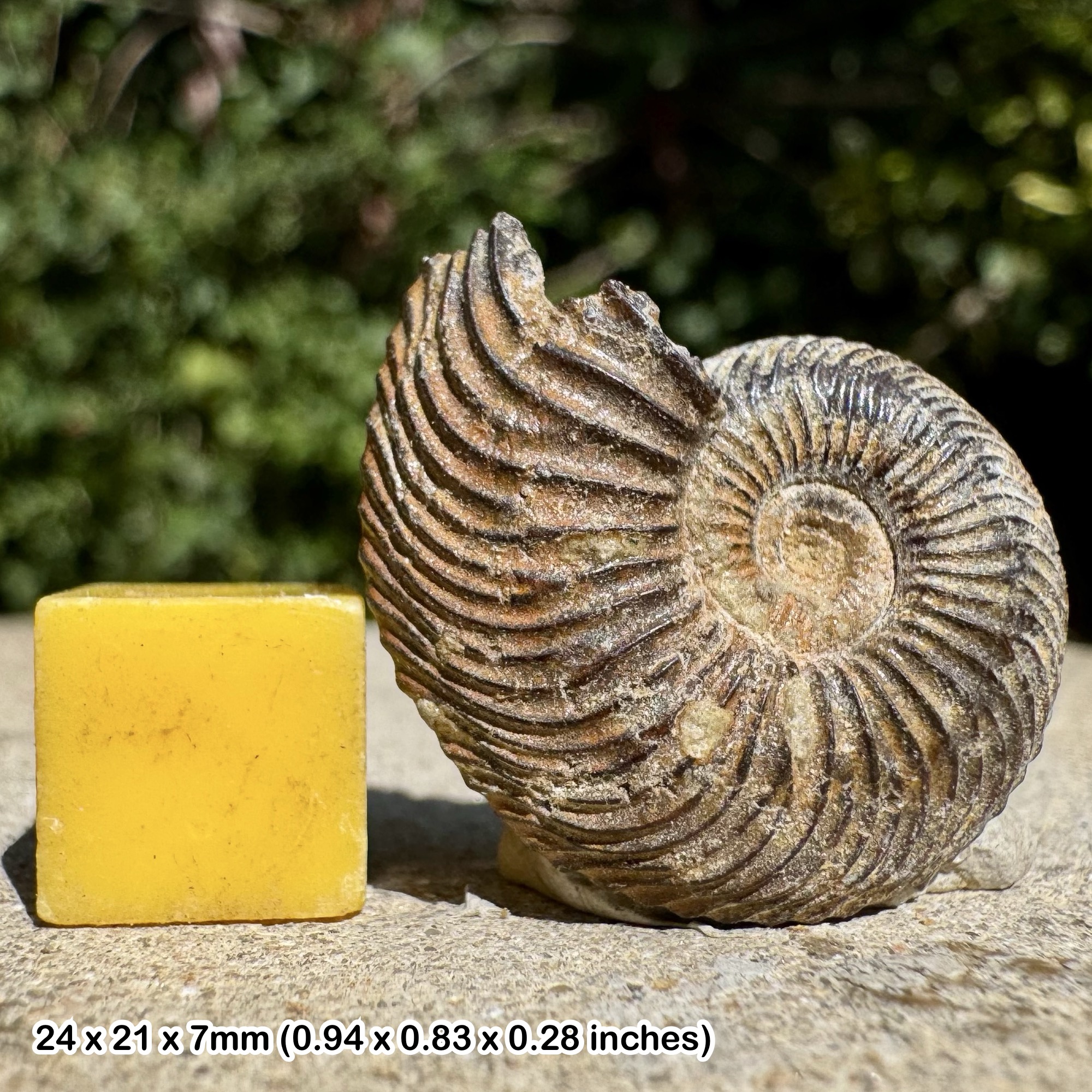Cardioceras Fossil Ammonite Upper Callovian Jurassic France Genuine Authentic Specimen
